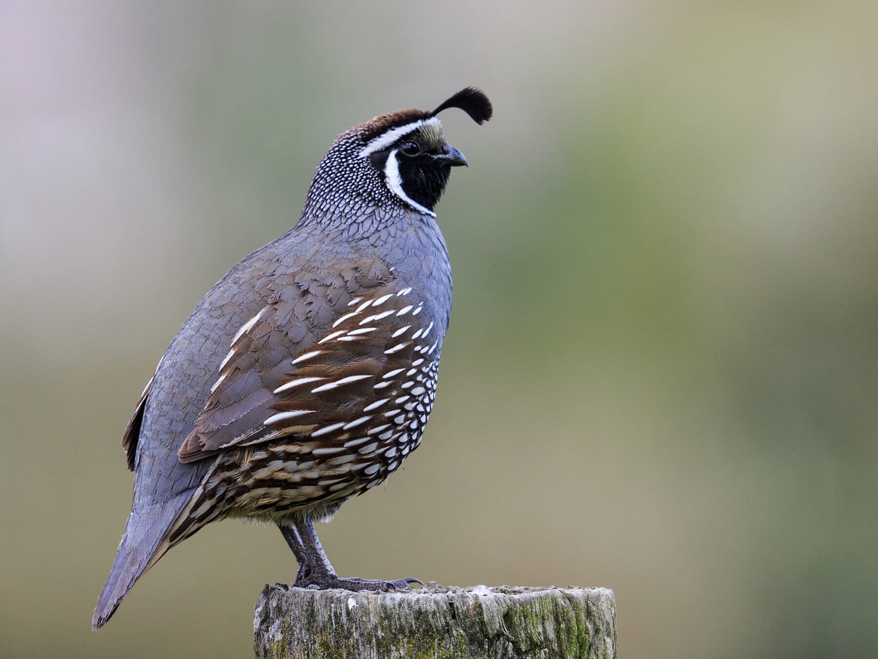 California quail lifespan
