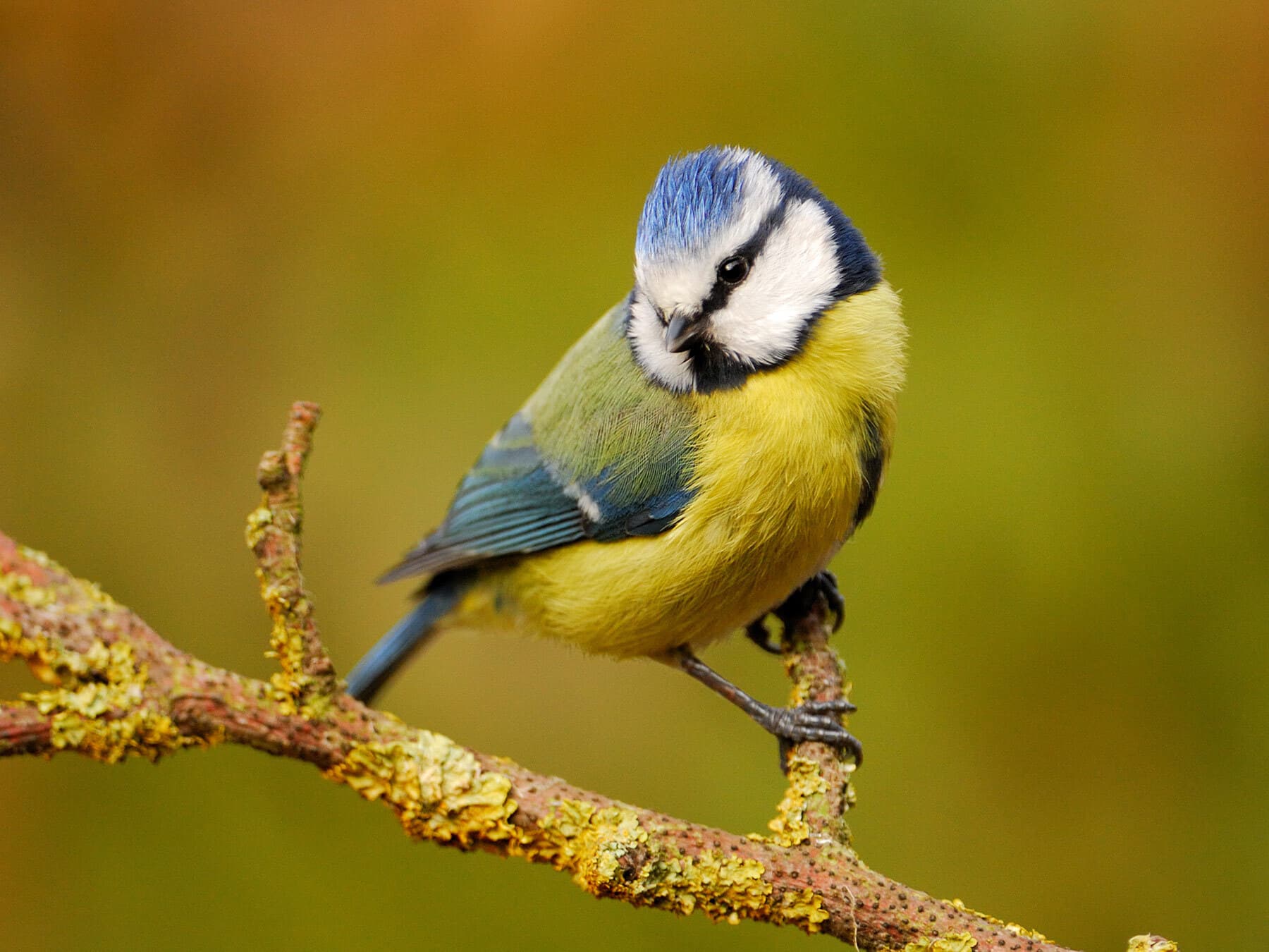 Birds and Their Sense of Smell: Can They Smell?