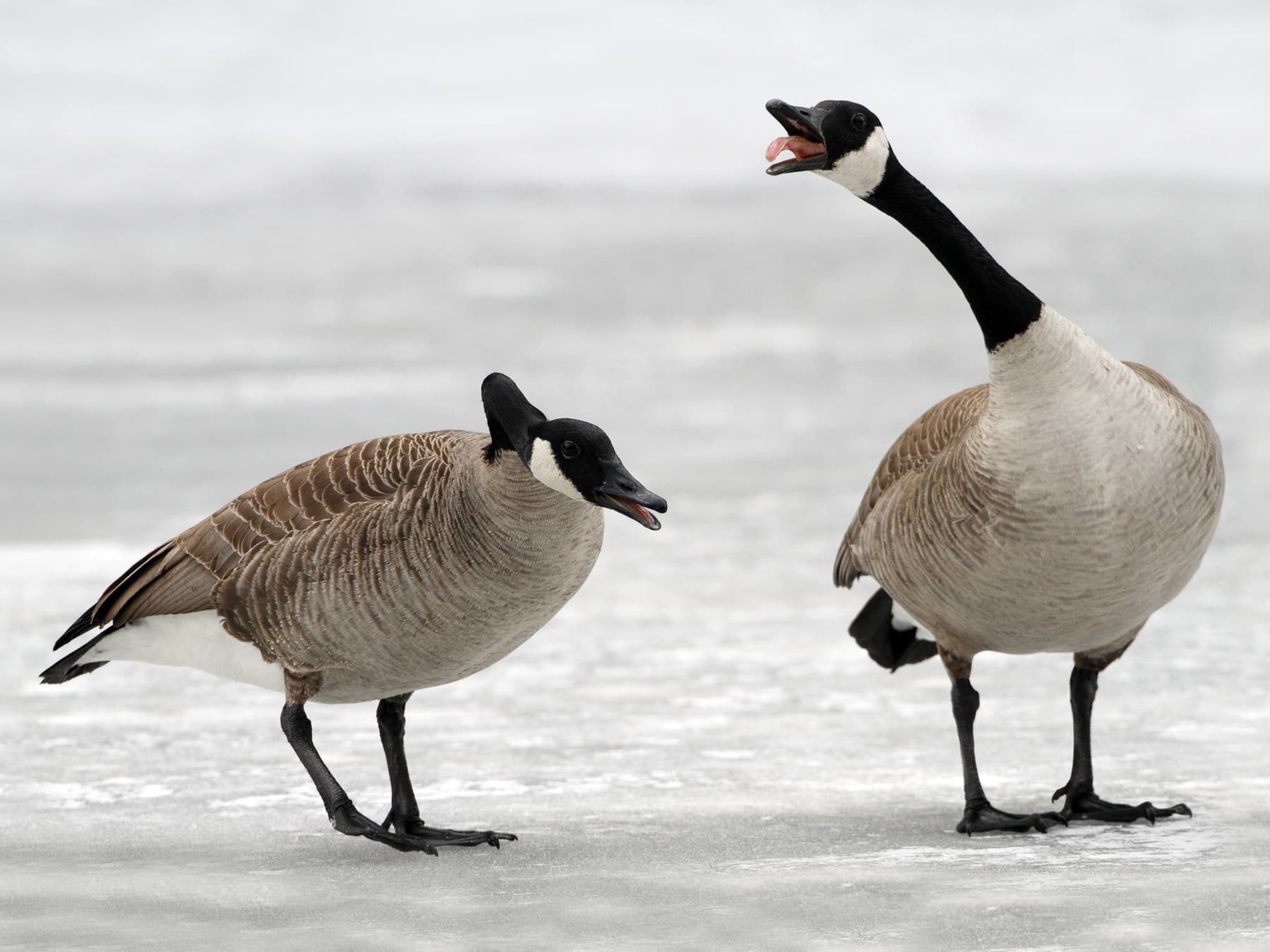 Pair of Canada Geese standing on a frozen river defending their territory
