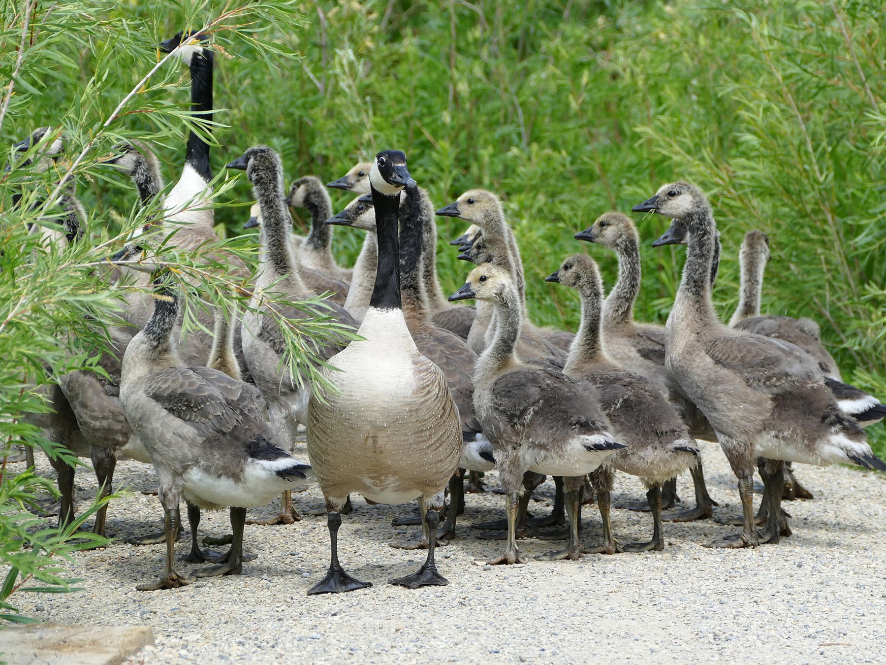 Family of Canada Geese walking through a park