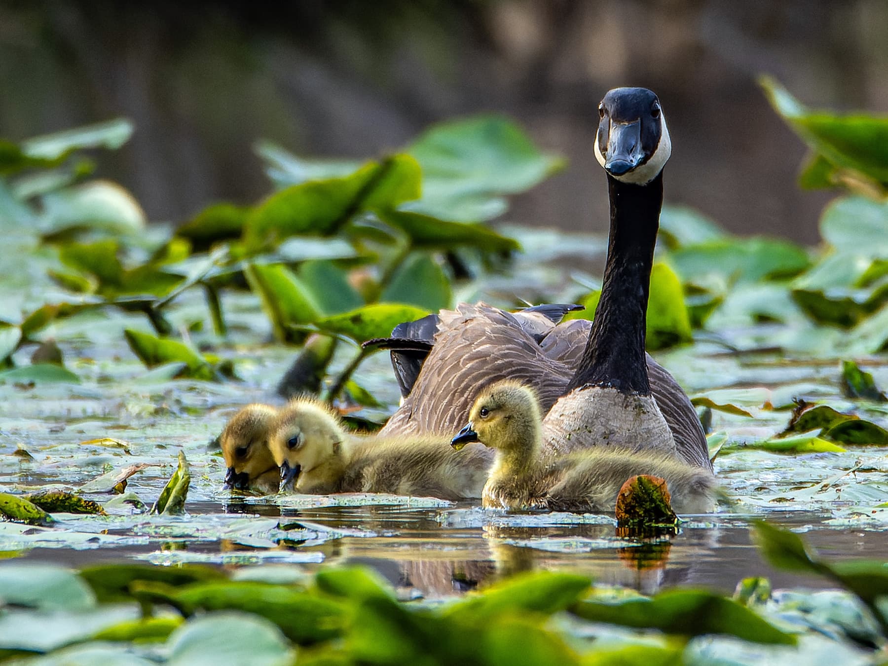 Canada Goose adult swimming and feeding with its young