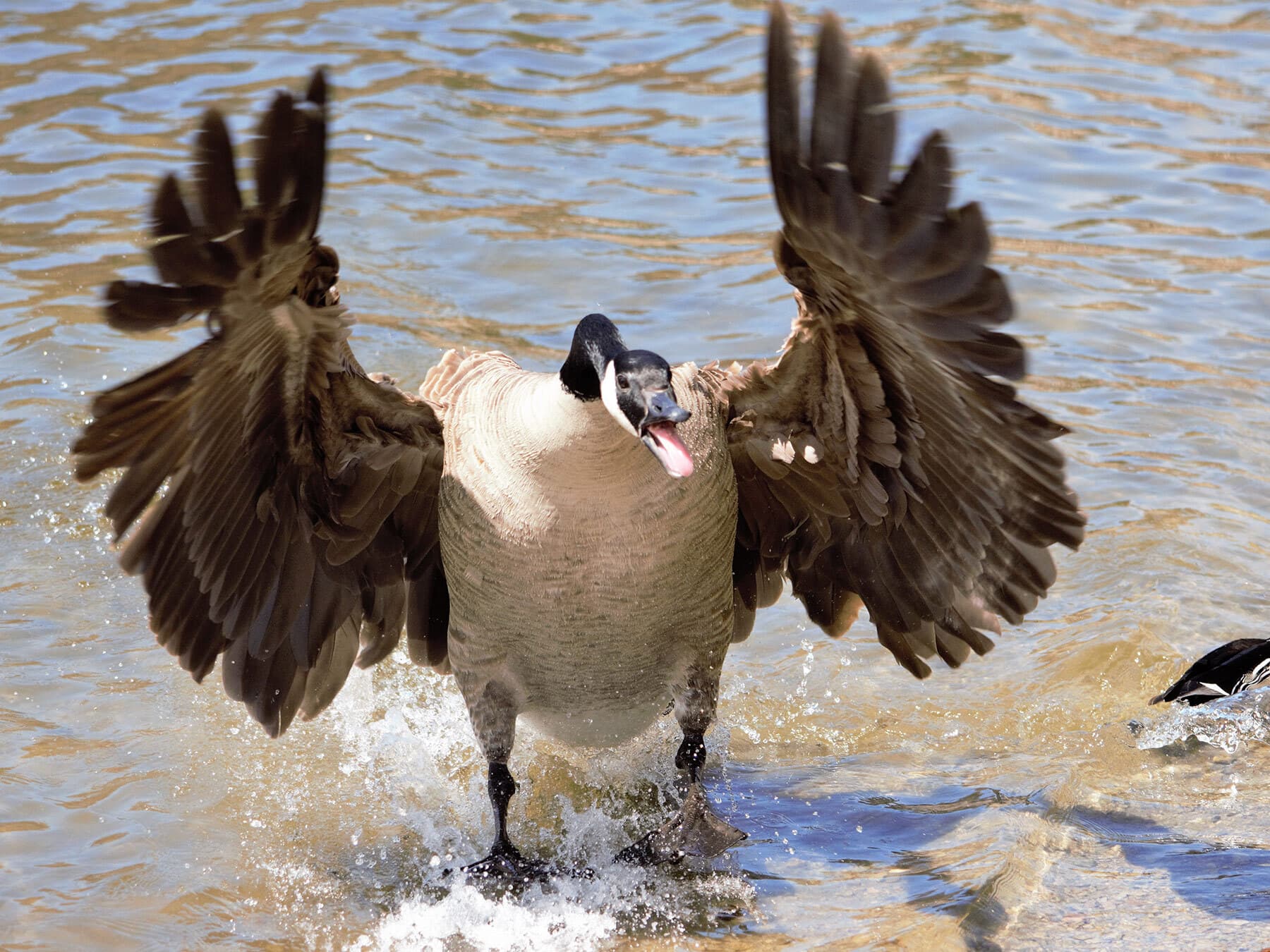 Canada goose attack