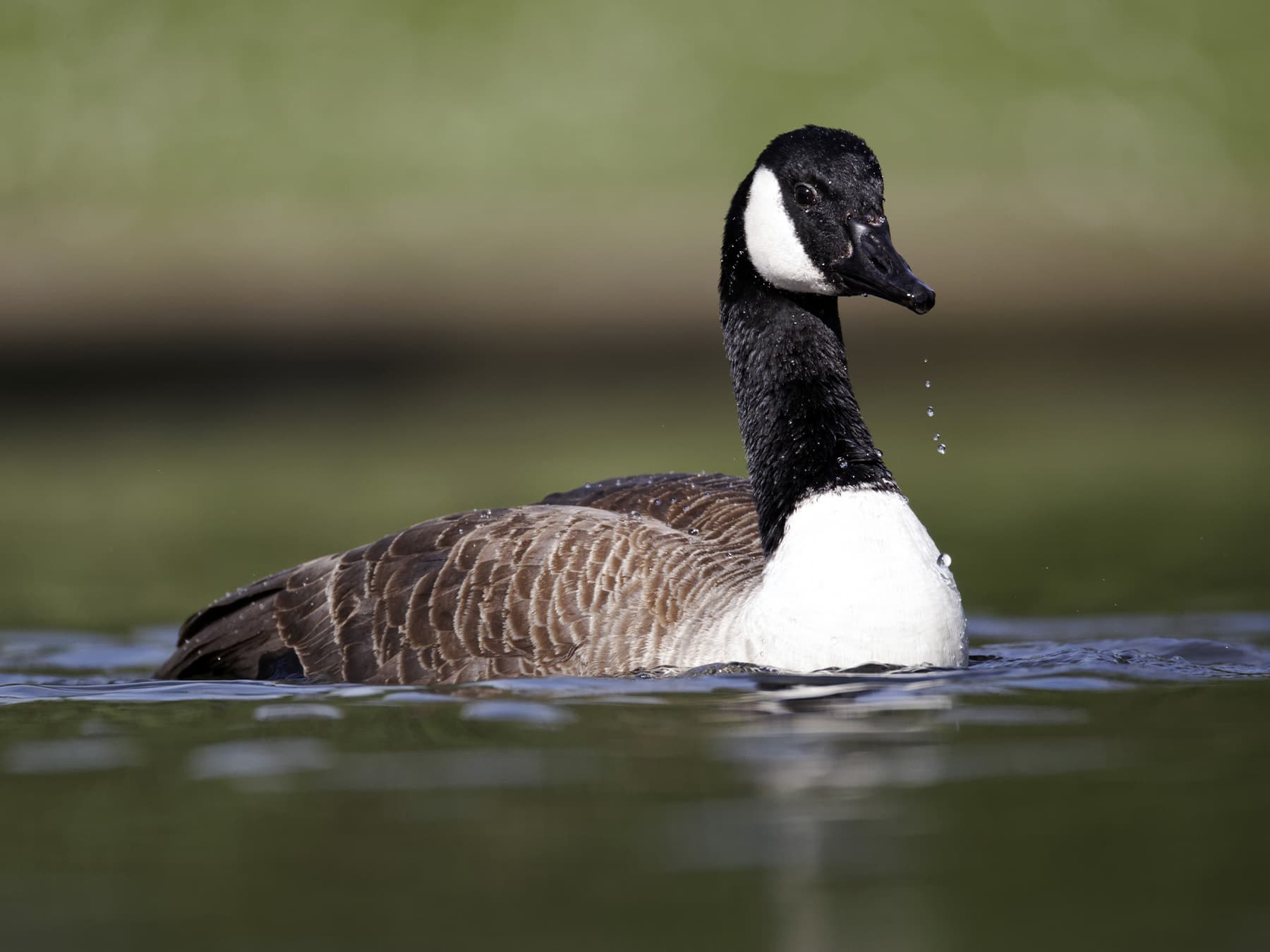 Canada Goose bathing in the water