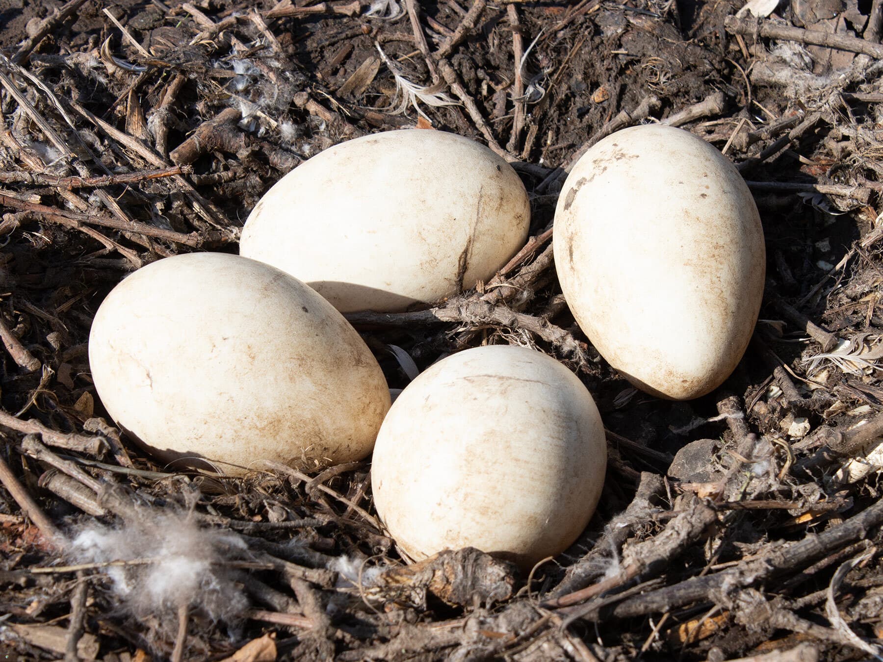 Canada goose eggs