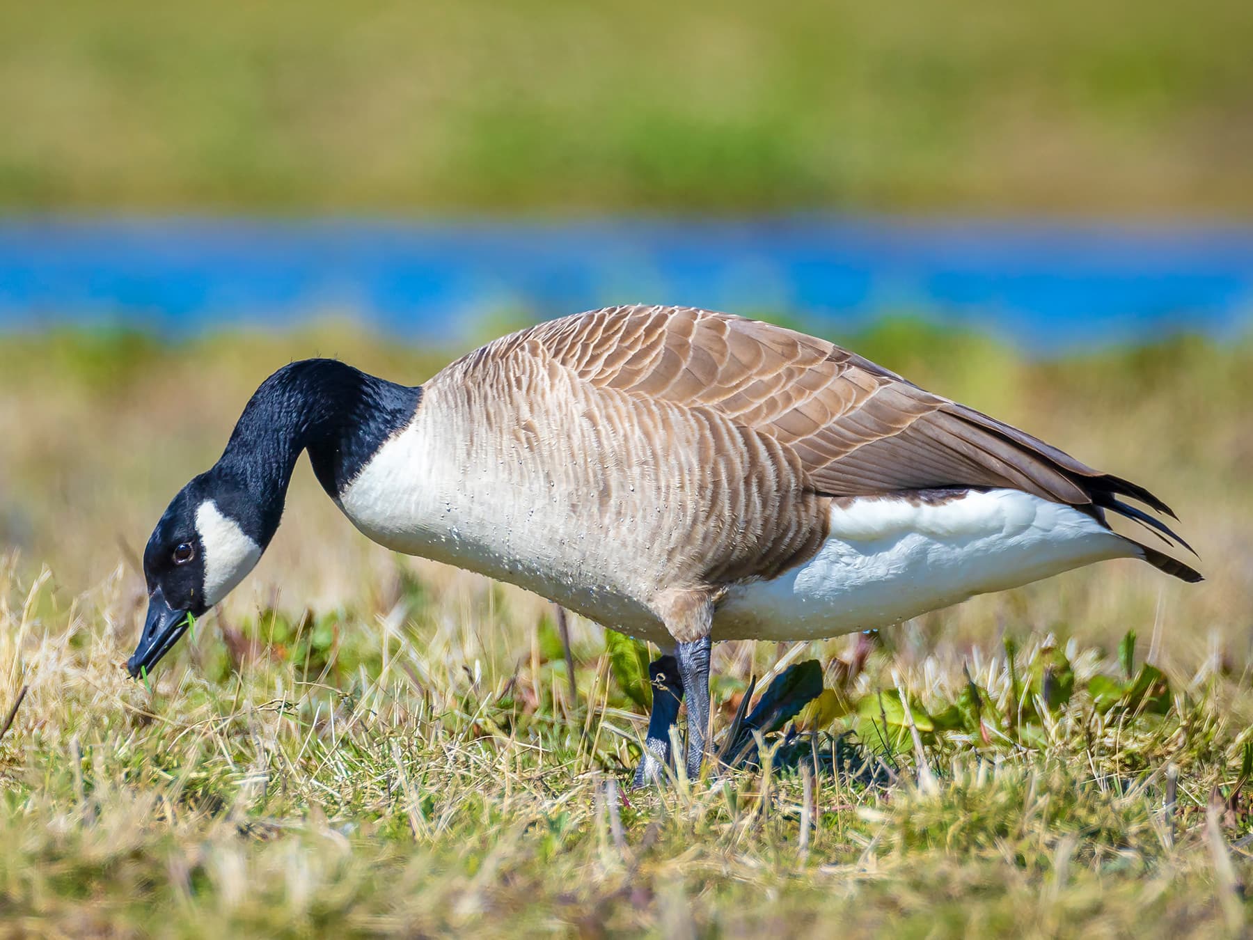 Canada Goose feeding on grass