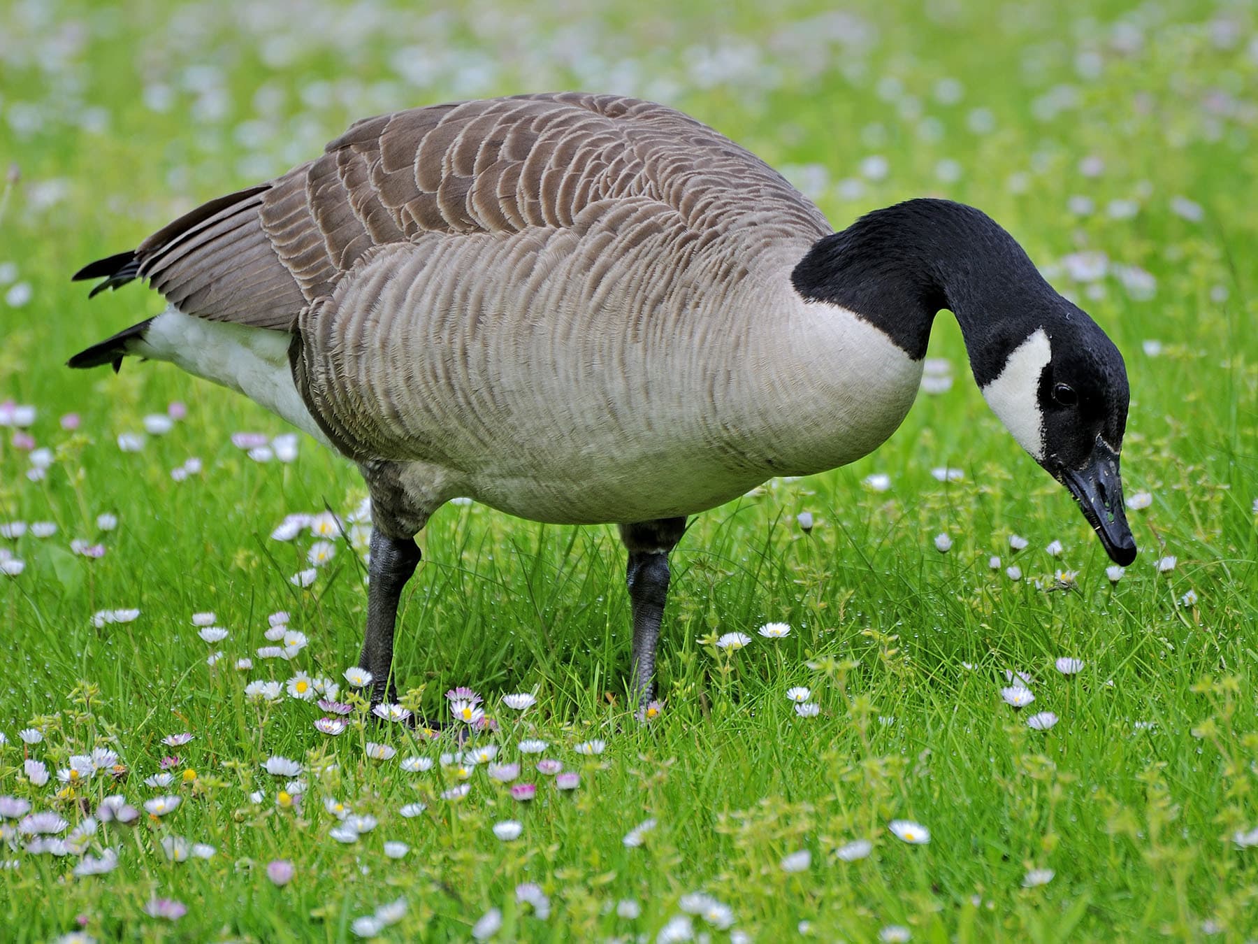 Canada goose feeding