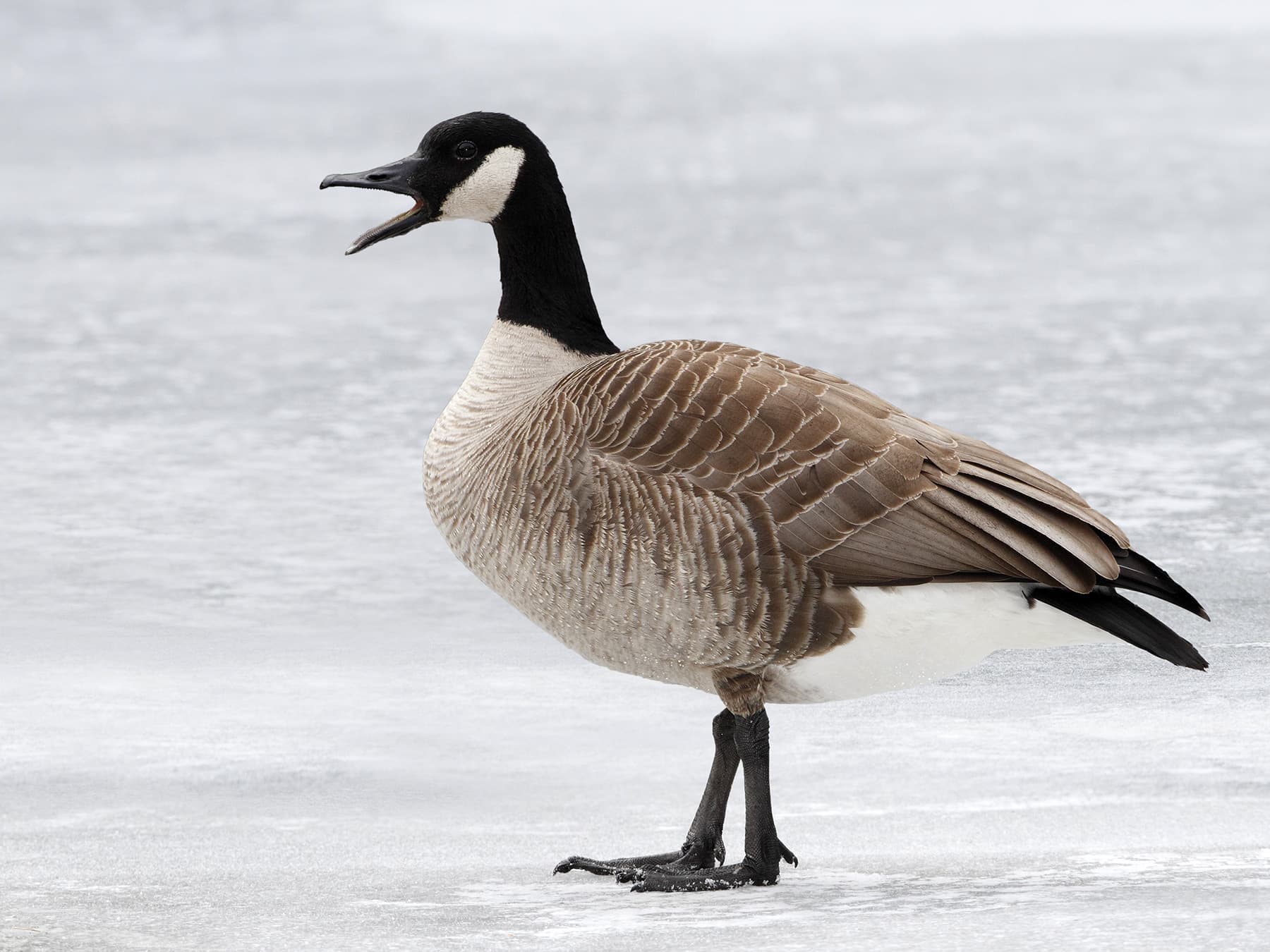 Canada Goose making a honking call
