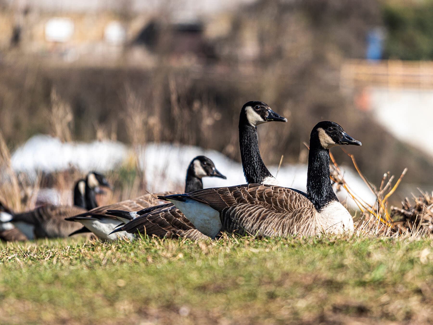 Canada goose invasive