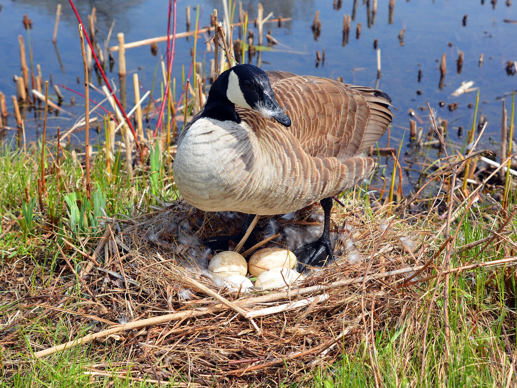 Canada goose nest