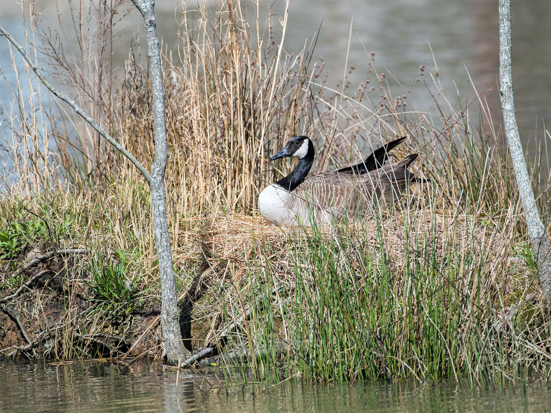Canada Goose Nesting (Location, Eggs + Behavior) | Birdfact