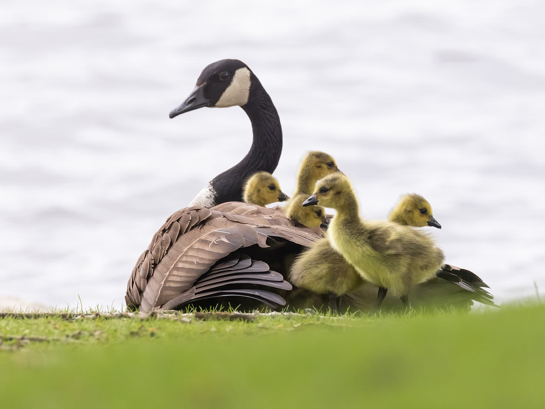 Canada Goose parent on the bank with young