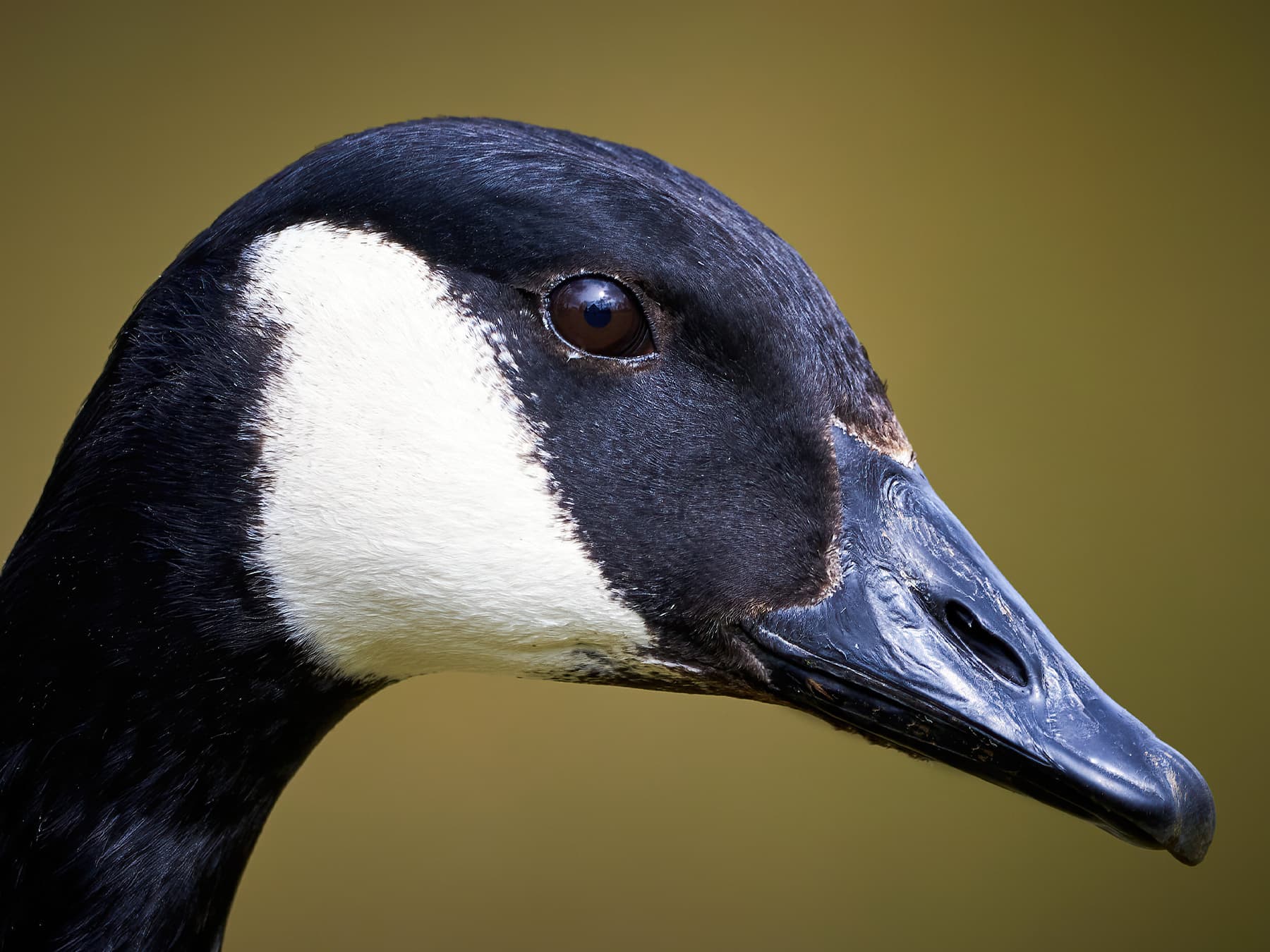 Portrait of a Canada Goose