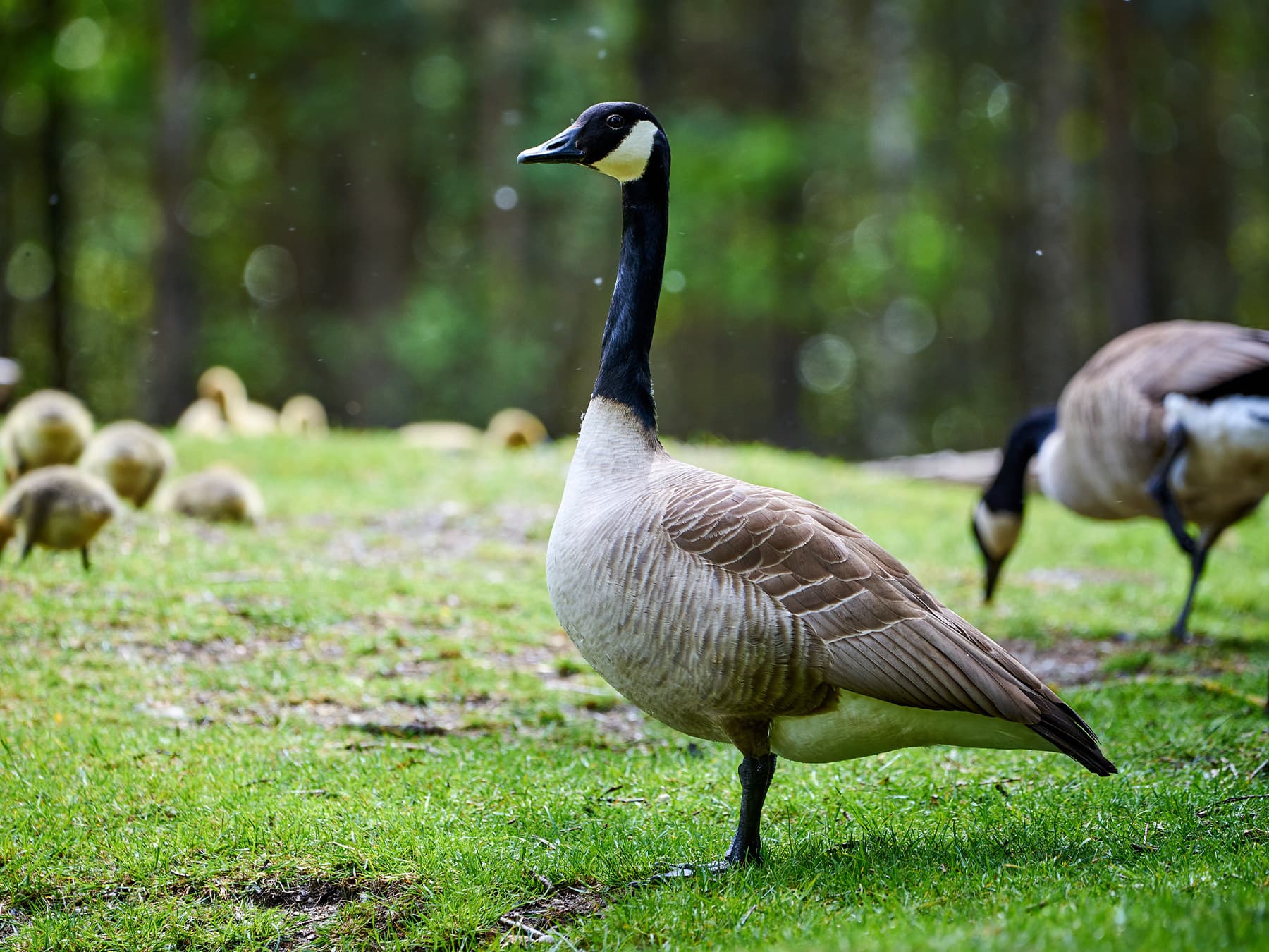 Canada Goose adult