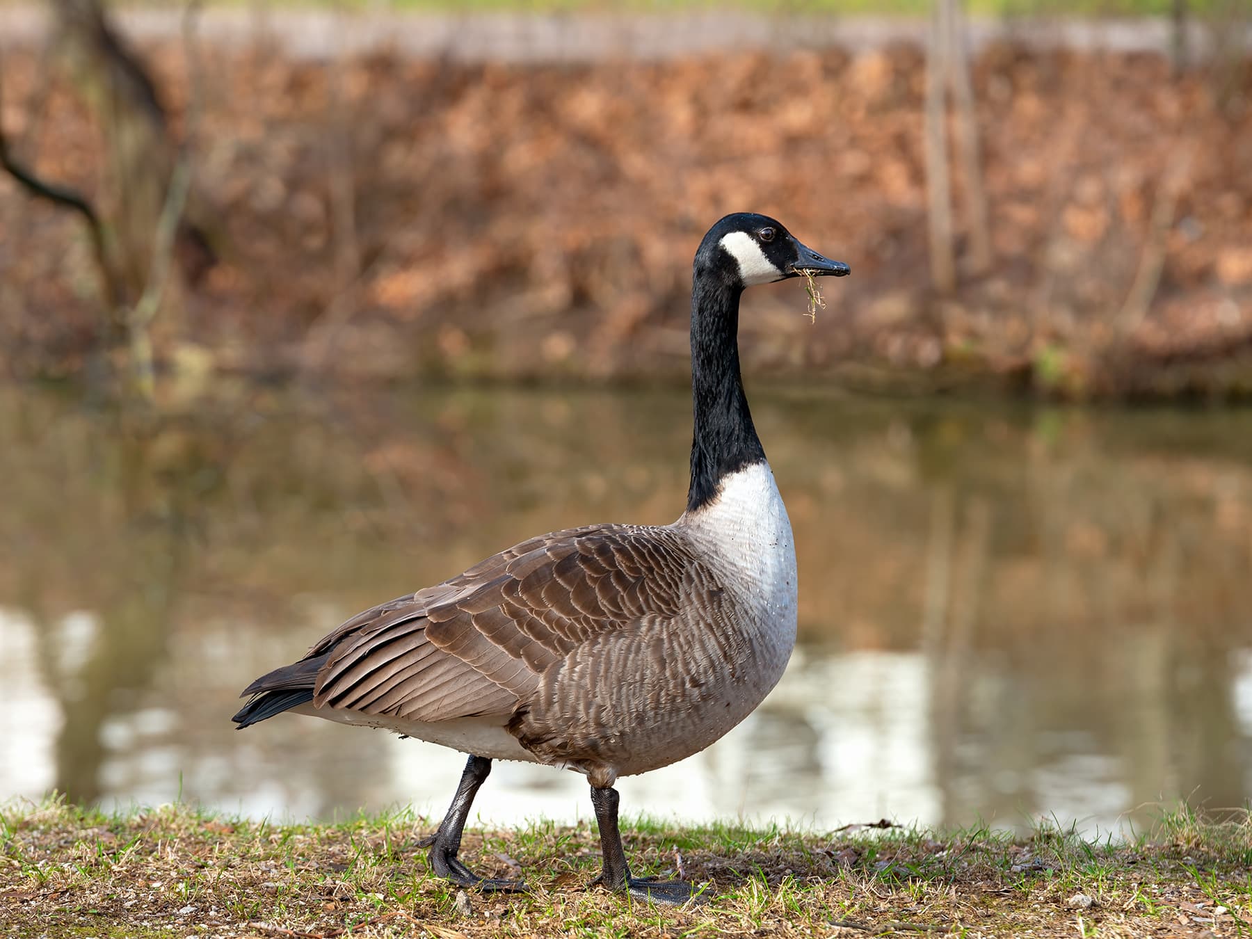 Canada Goose feeding next to a river
