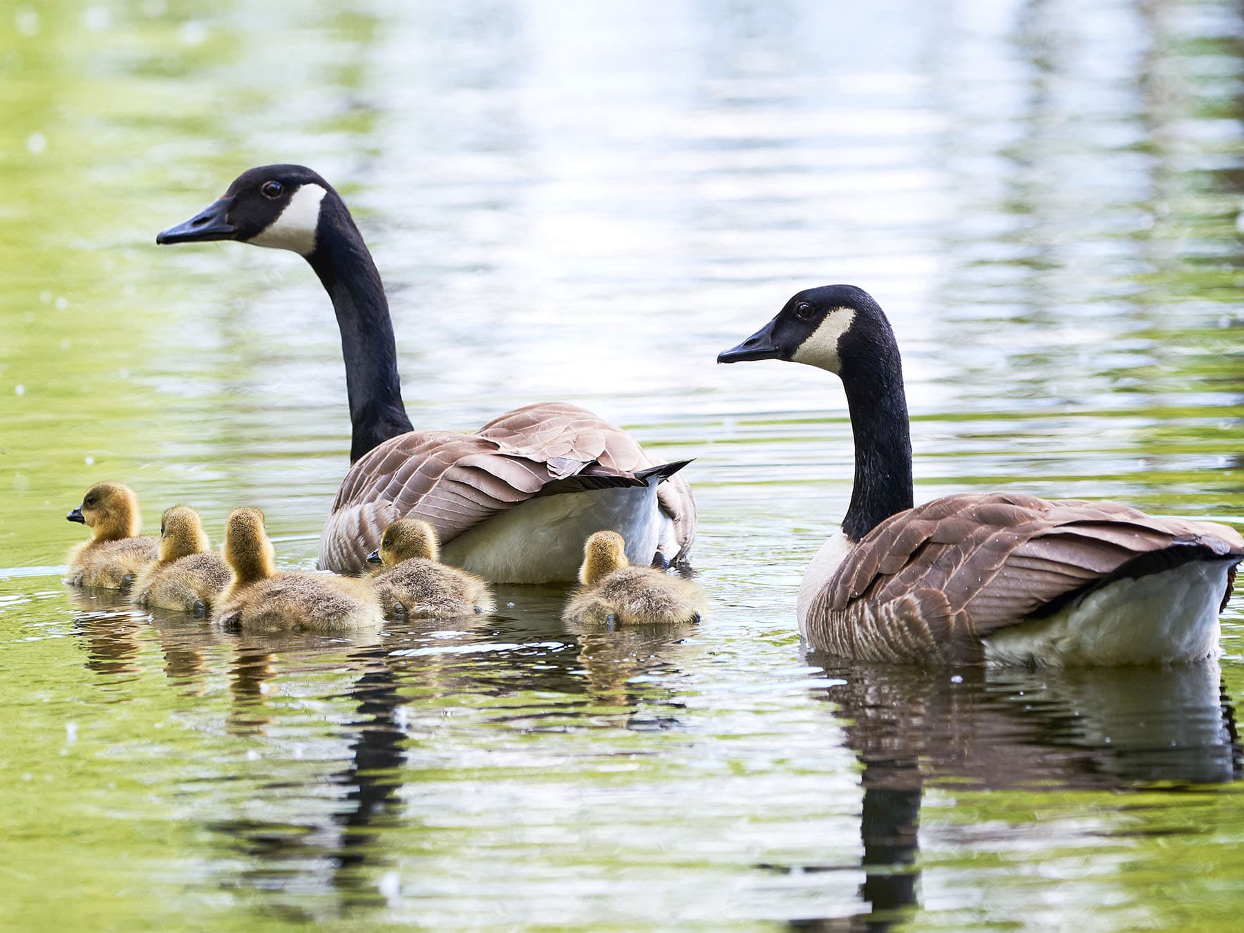 Canada Goose Nesting (Location, Eggs + Behavior) | Birdfact