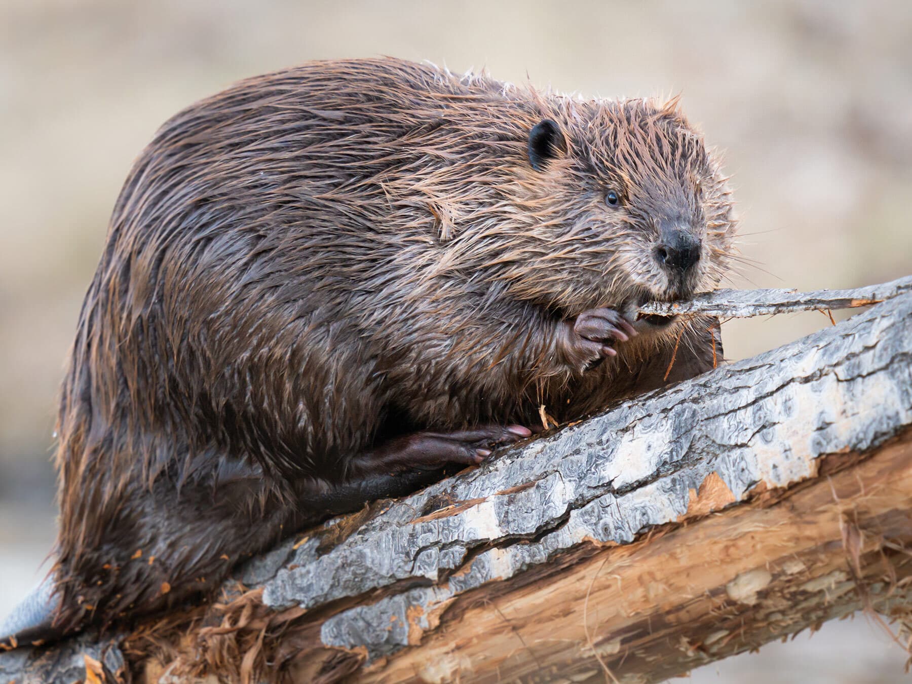 Canada national animal