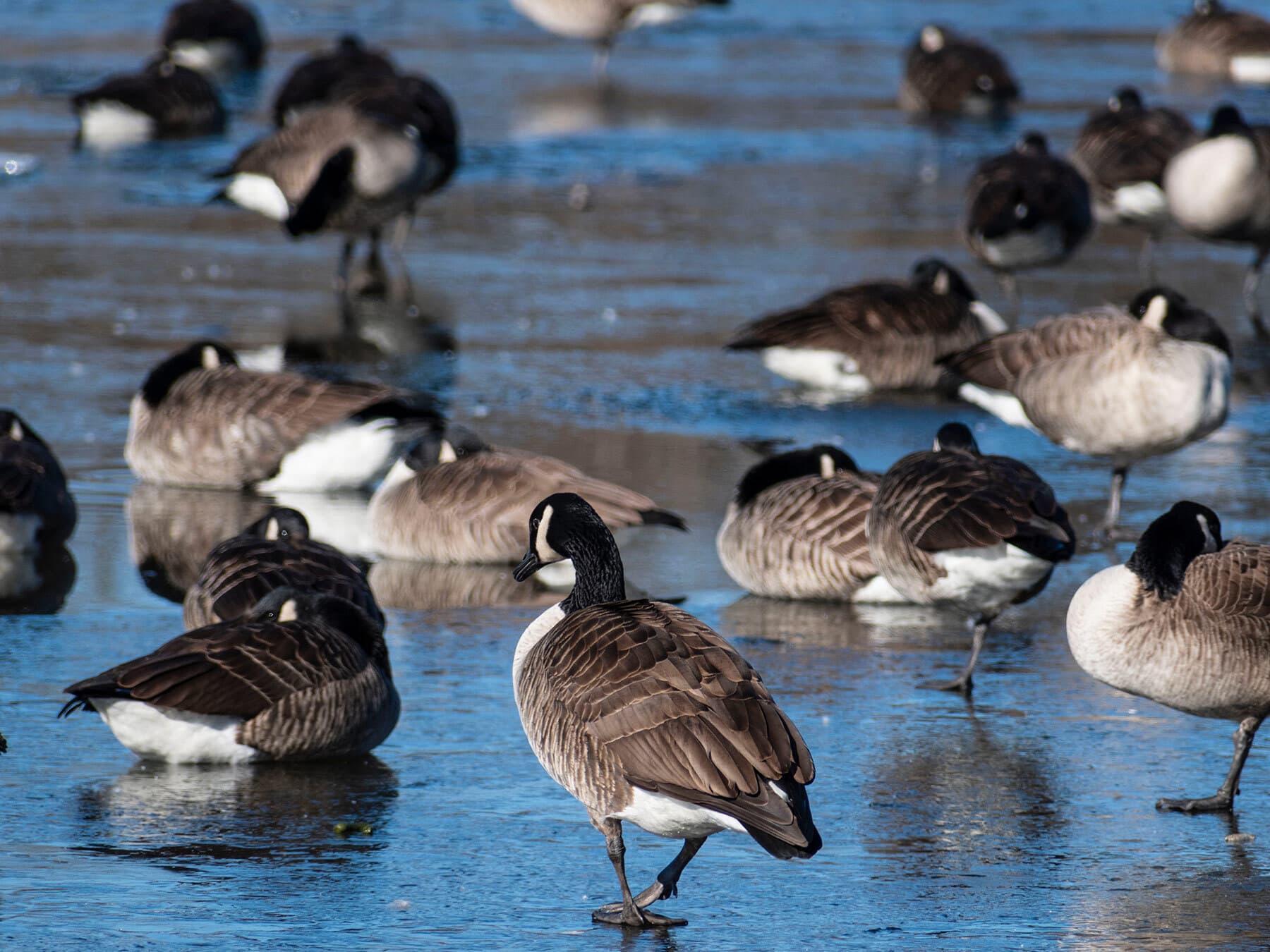 Canadian geese flock
