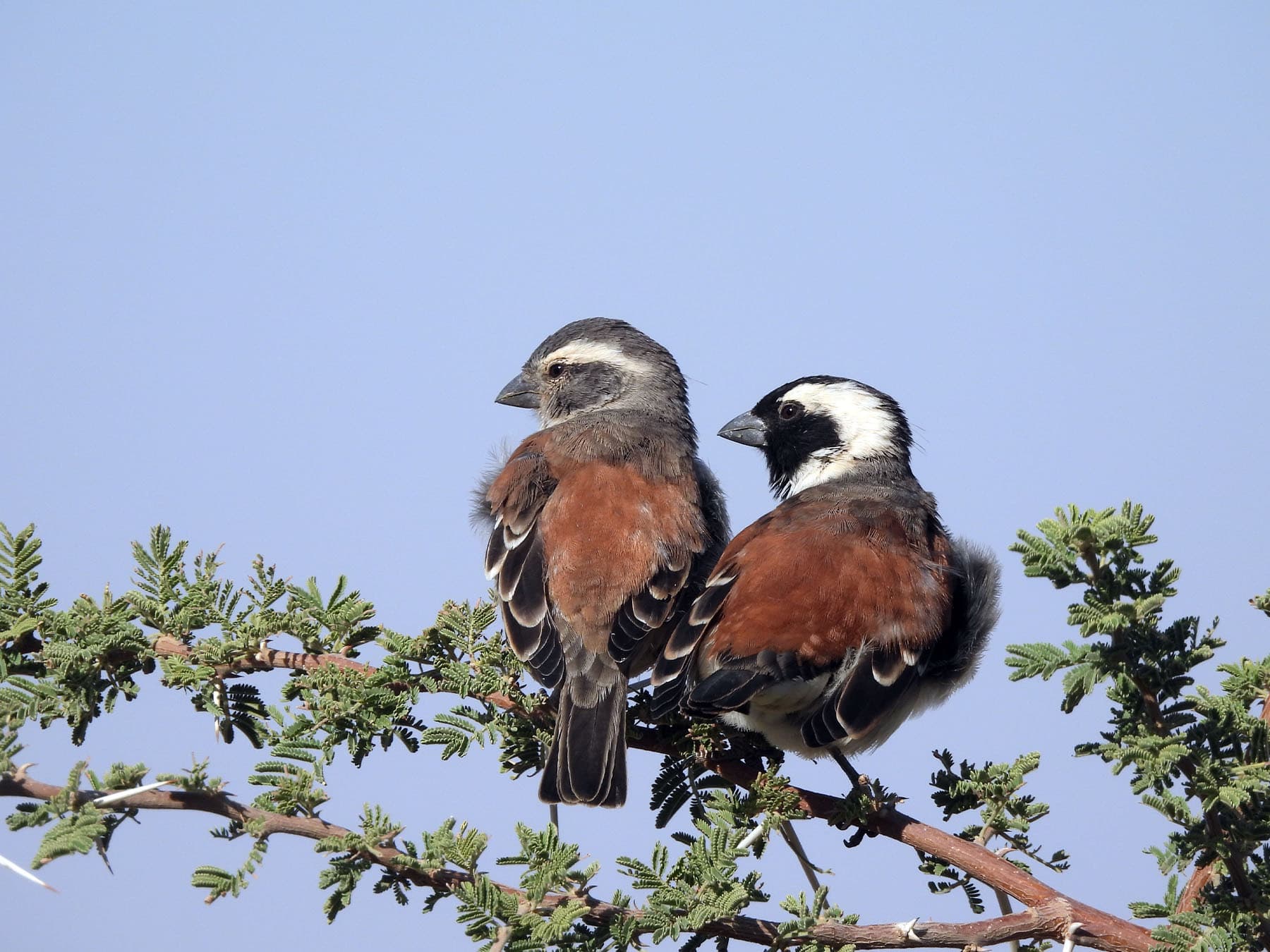Cape Sparrows Female (left) and Male (right) in tree top