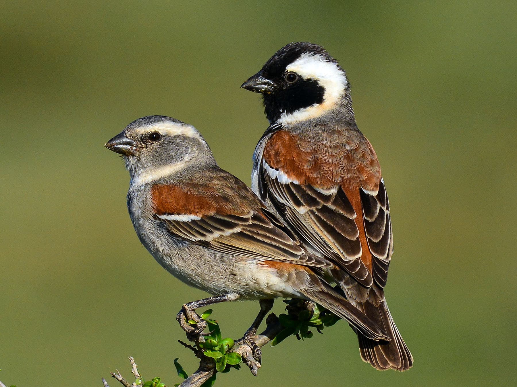 Pair of Cape Sparrows - female (left) and male (right)