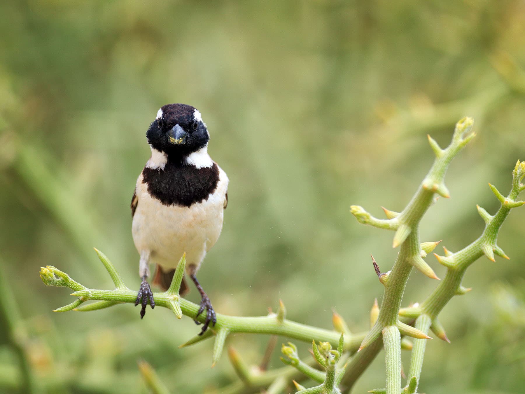 Cape Sparrow perching in a bush