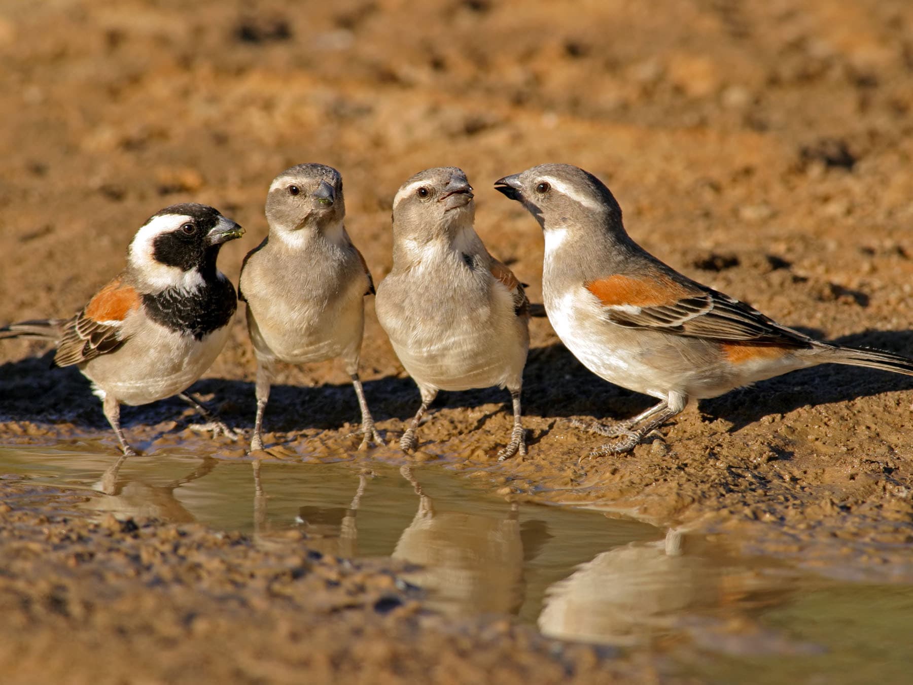 Group of Cape Sparrows at a watering hole