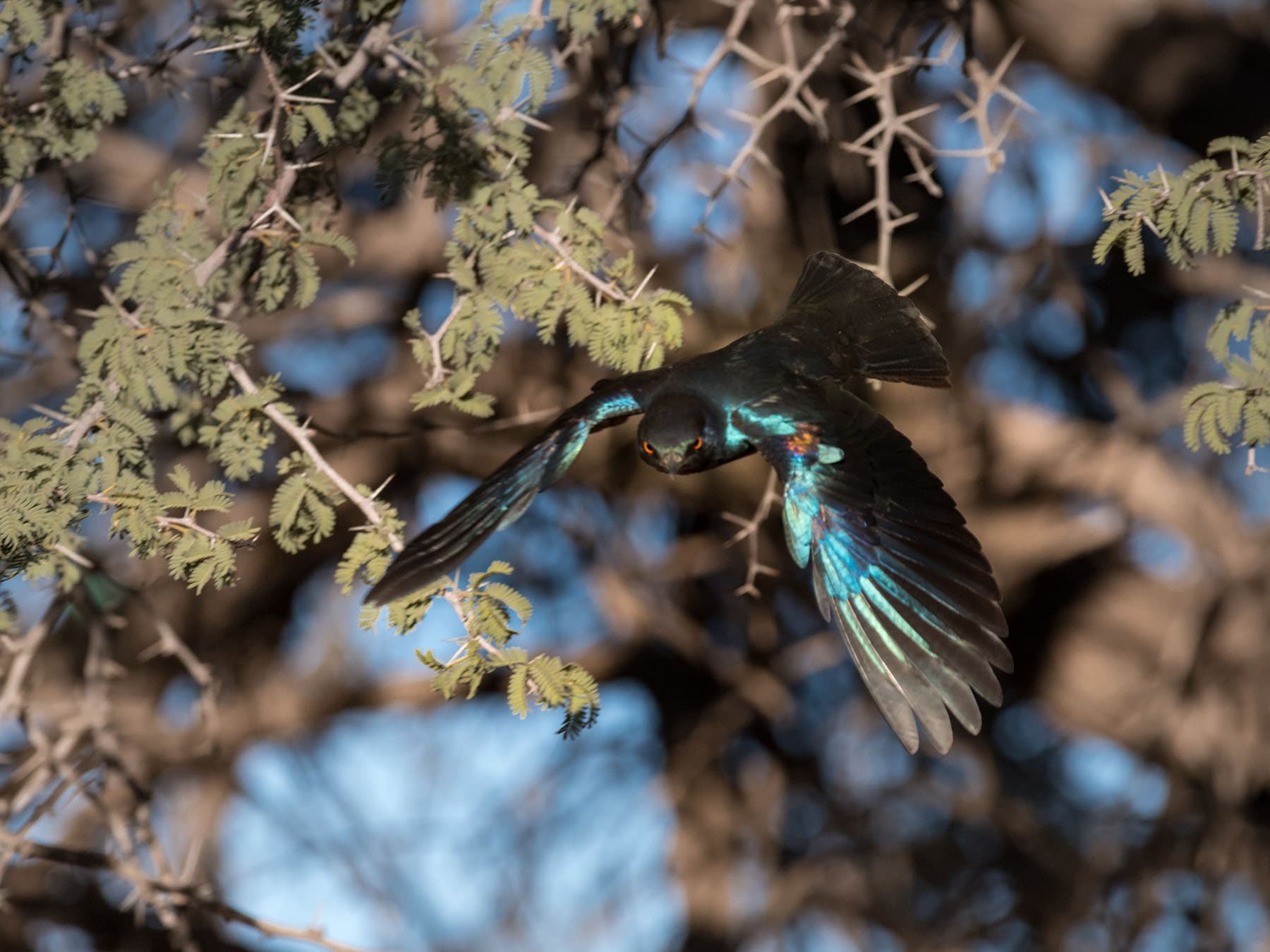 Cape Starling taking flight