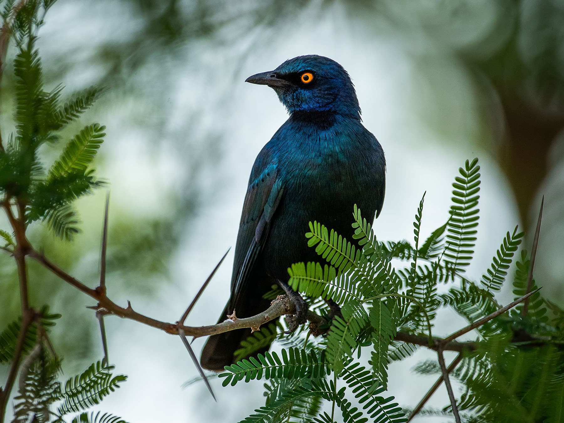 Cape Starling perched in a tree