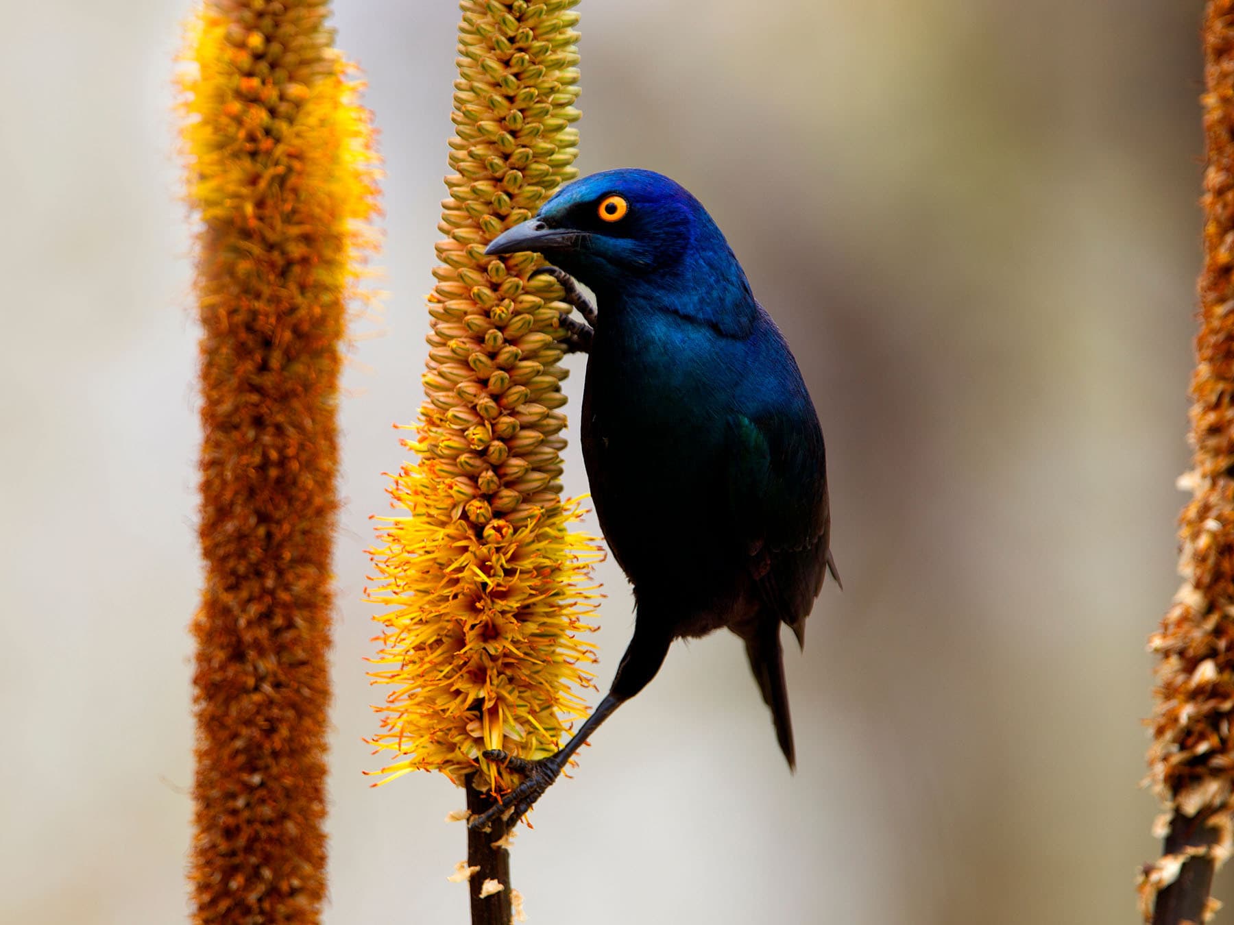 Perched Cape Starling