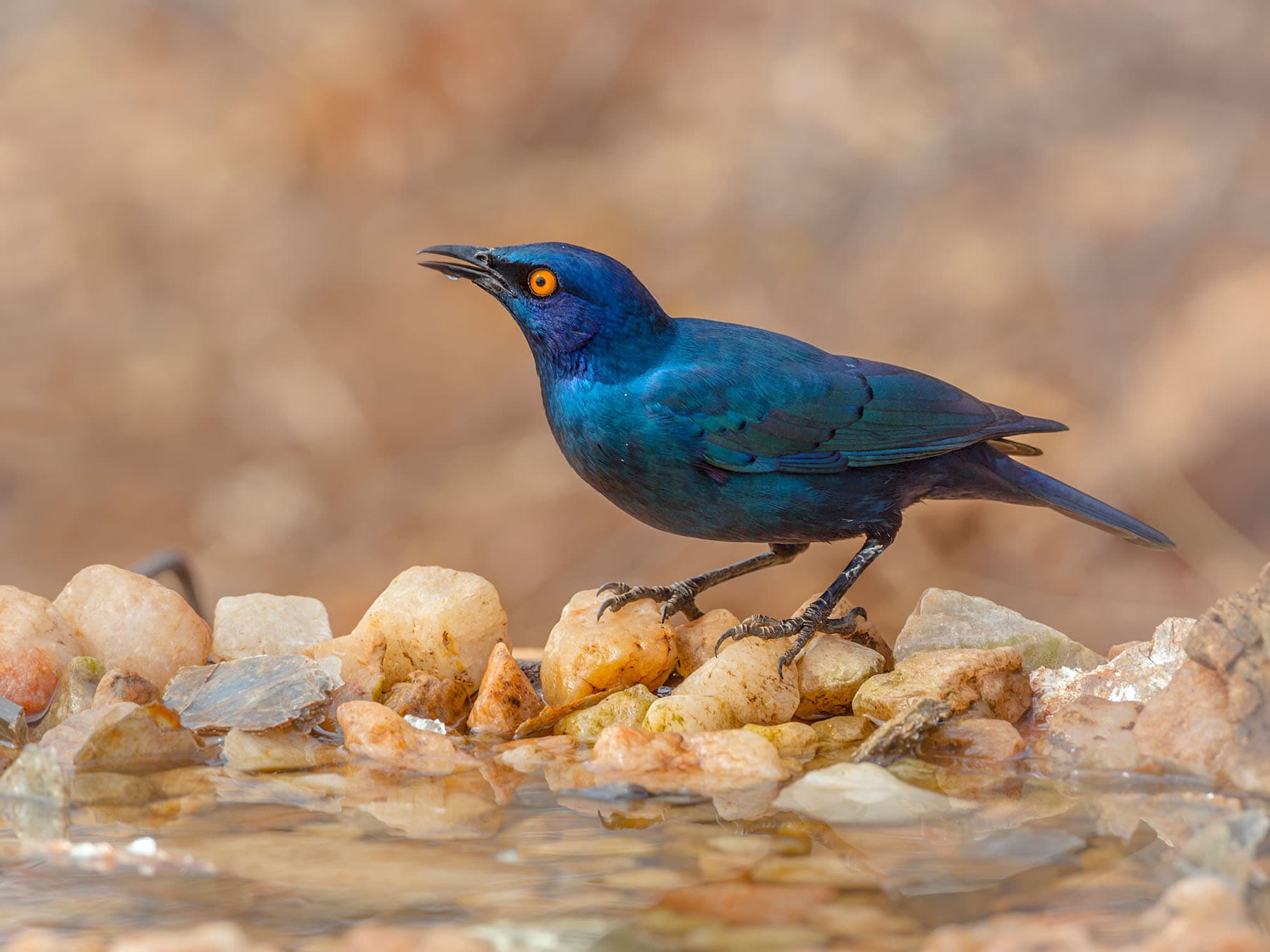 Cape Starling drinking water at a waterhole