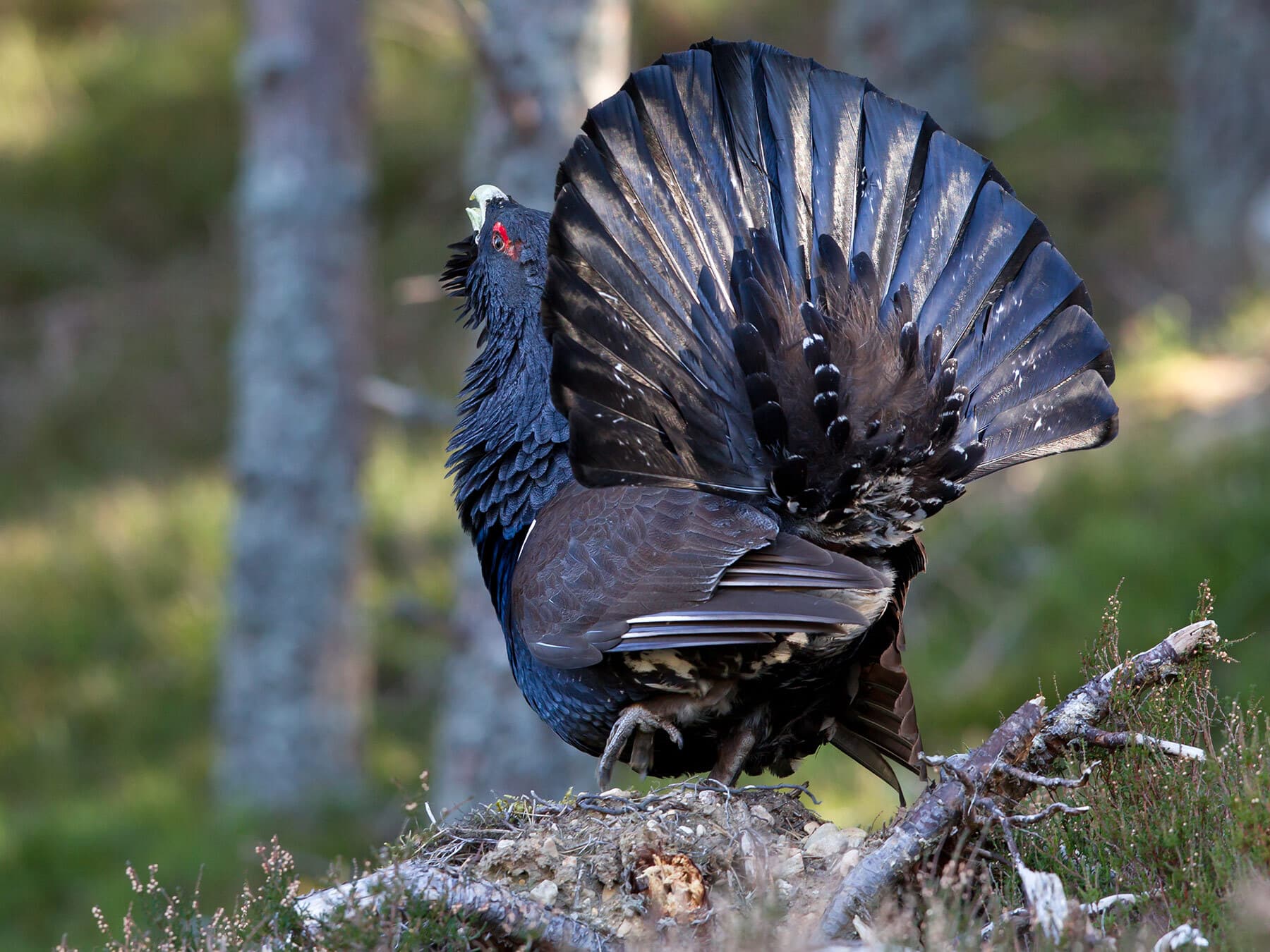 Capercaillie from behind