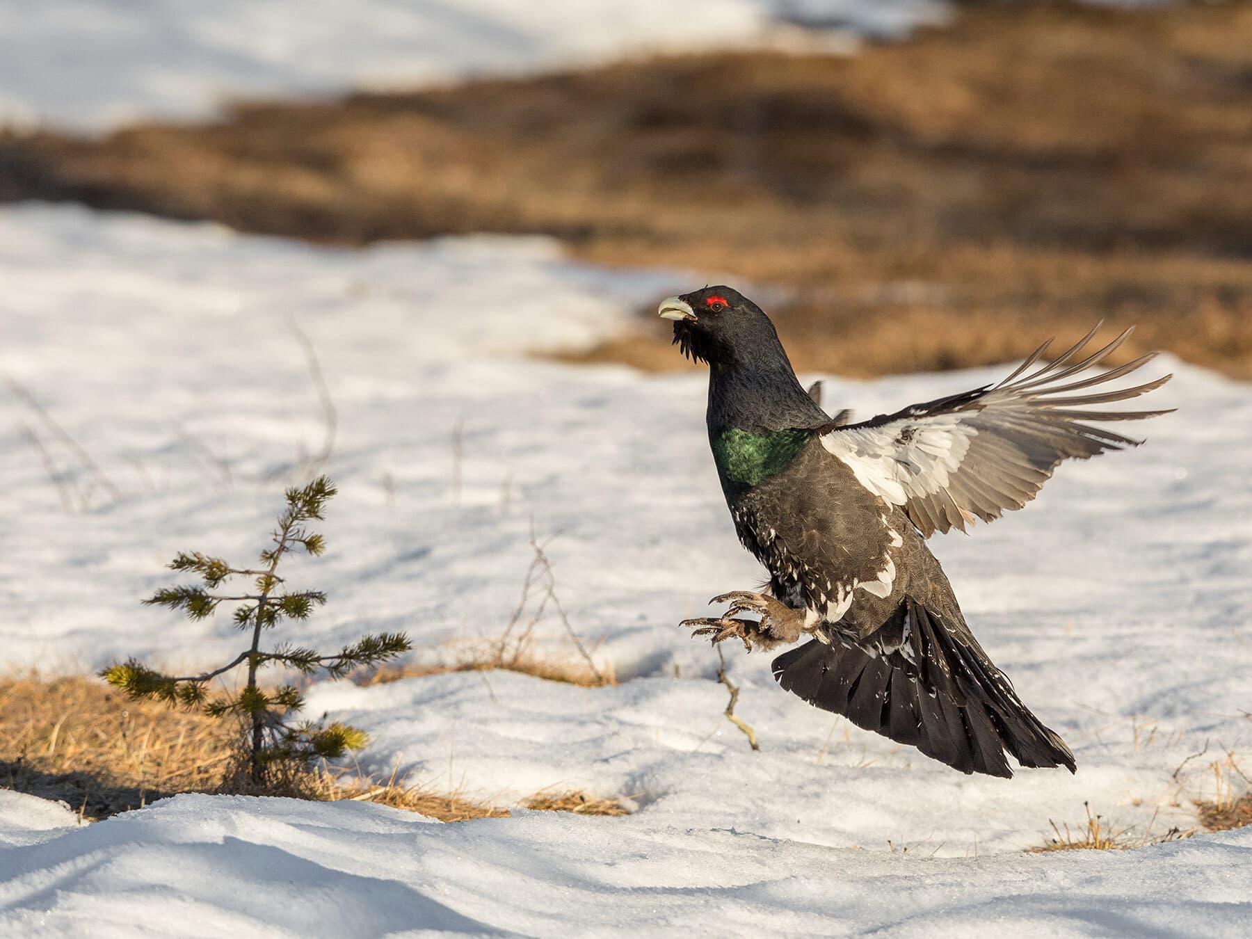 Capercaillie in flight, coming in to land