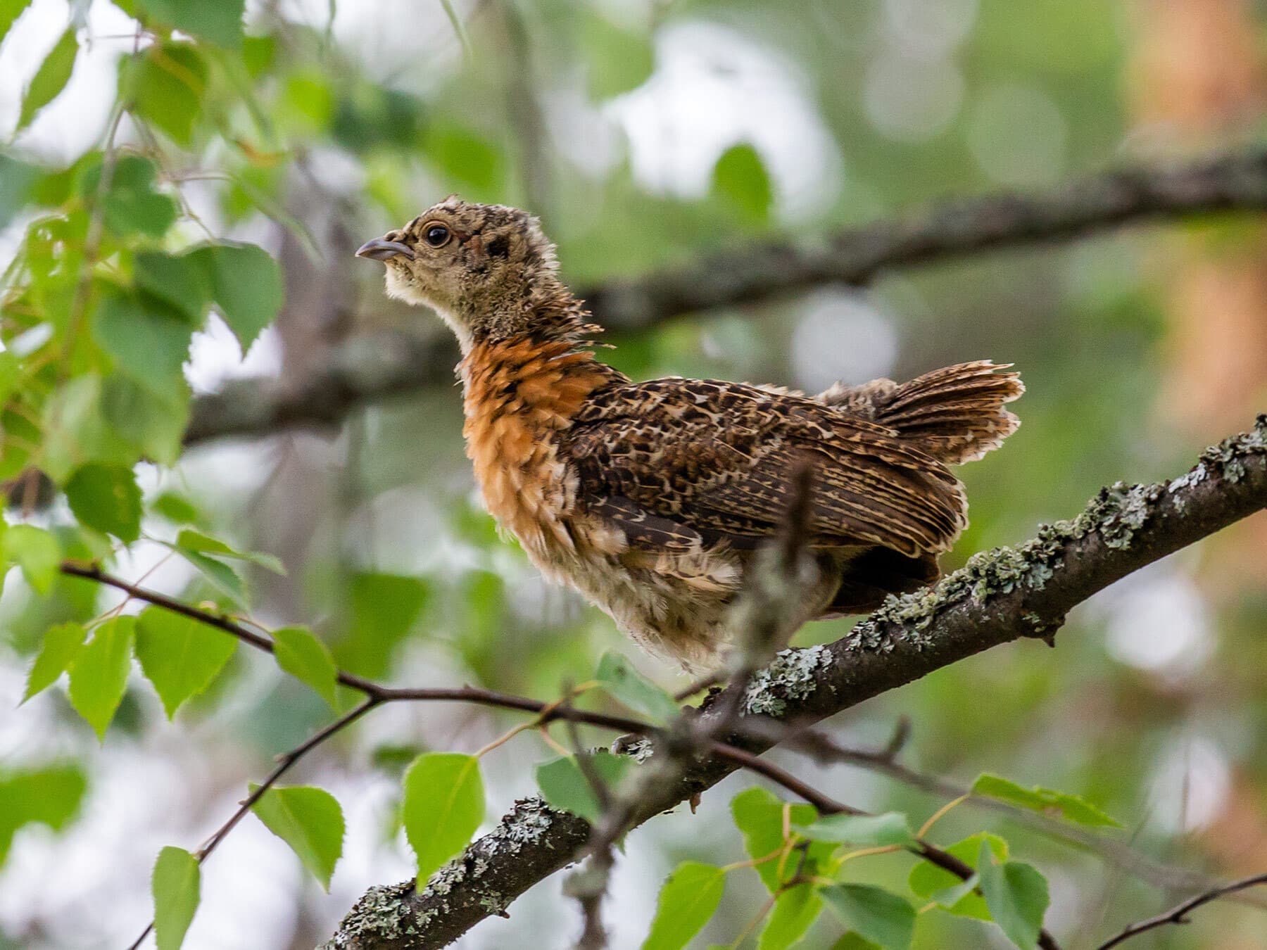 Capercaillie chick