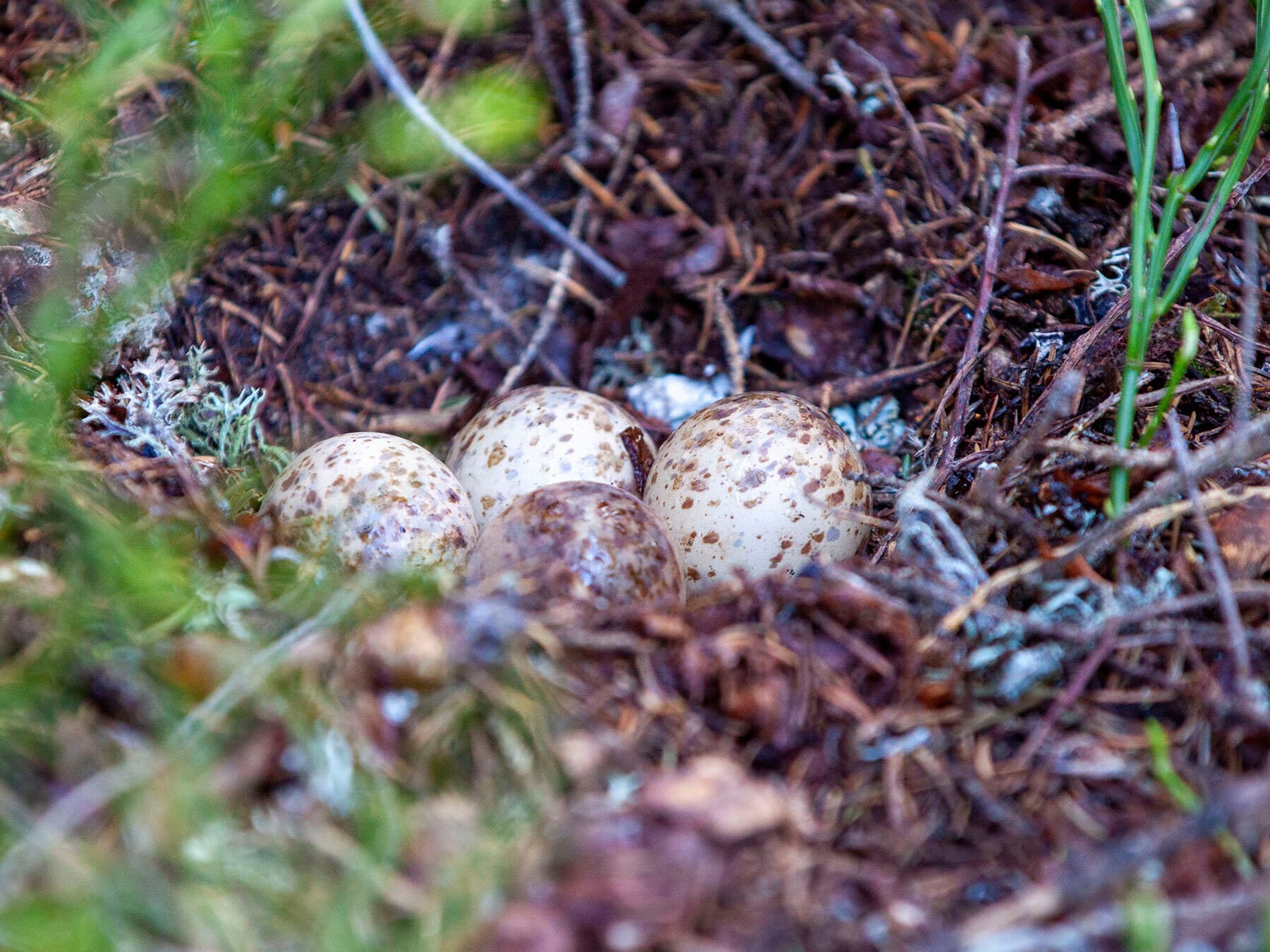 Capercaillie nest with eggs