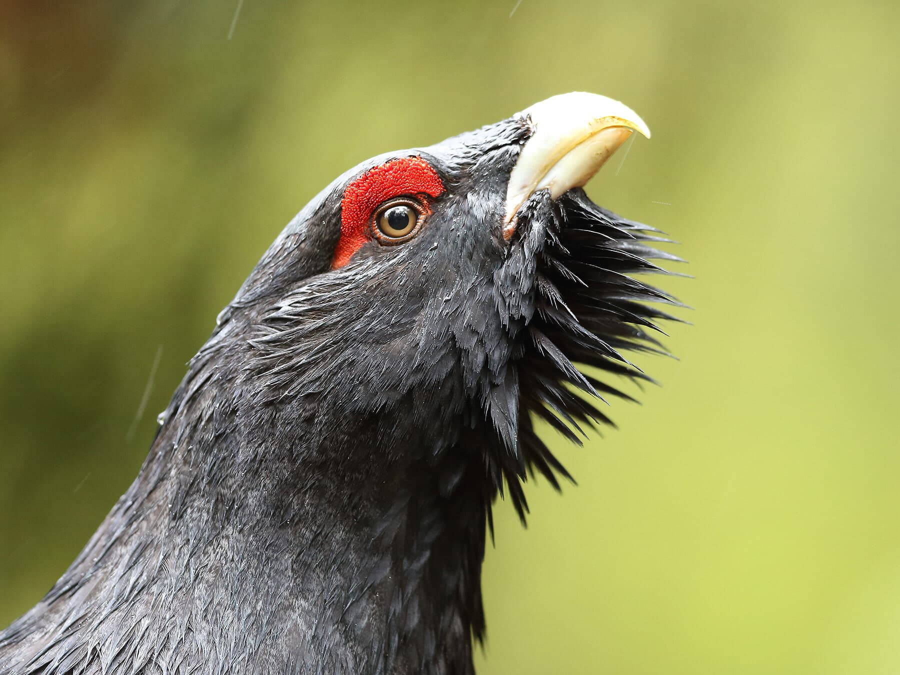 Portrait of a Capercaillie