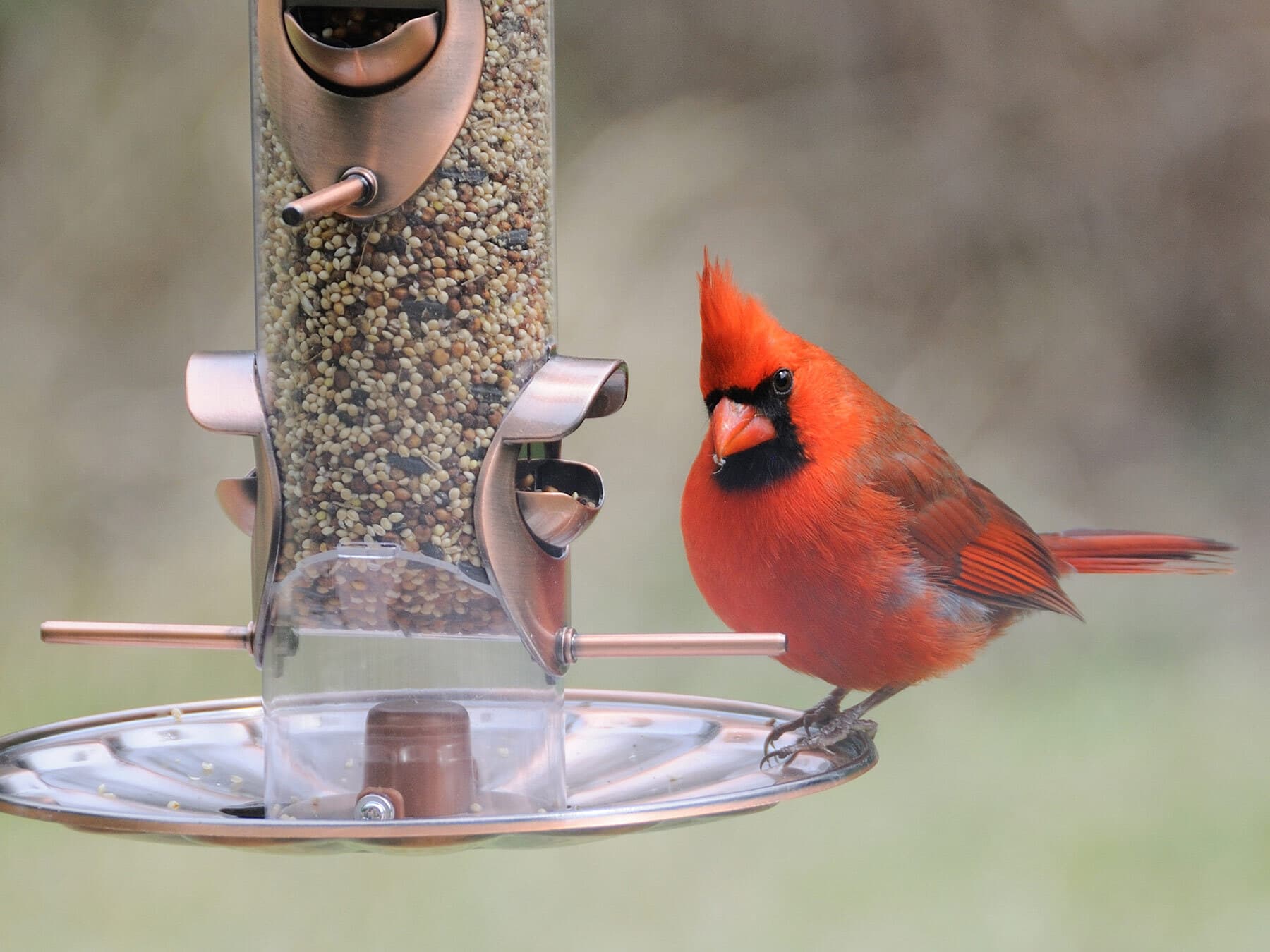 Cardinal at feeder