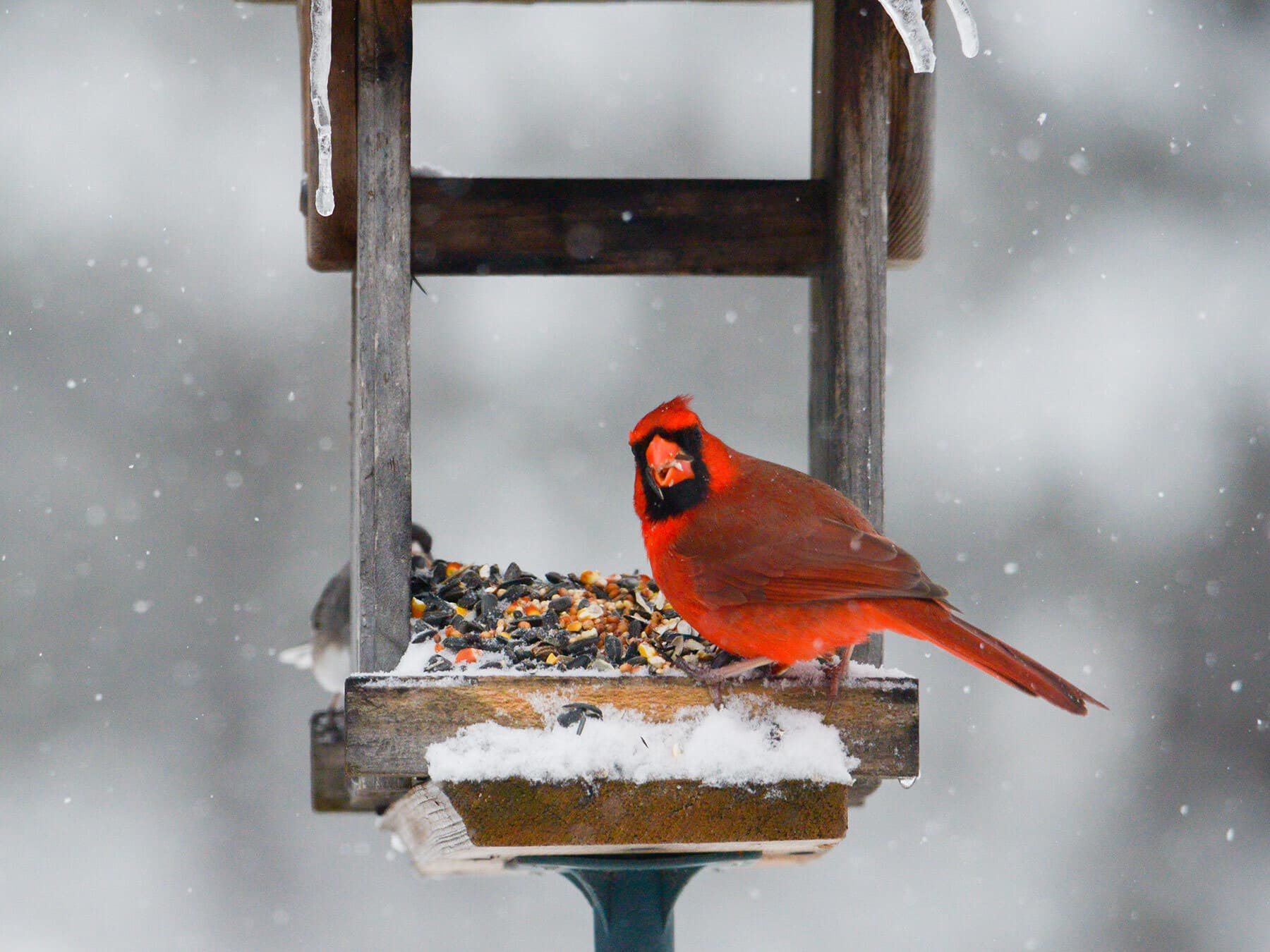 Cardinal eating from feeder