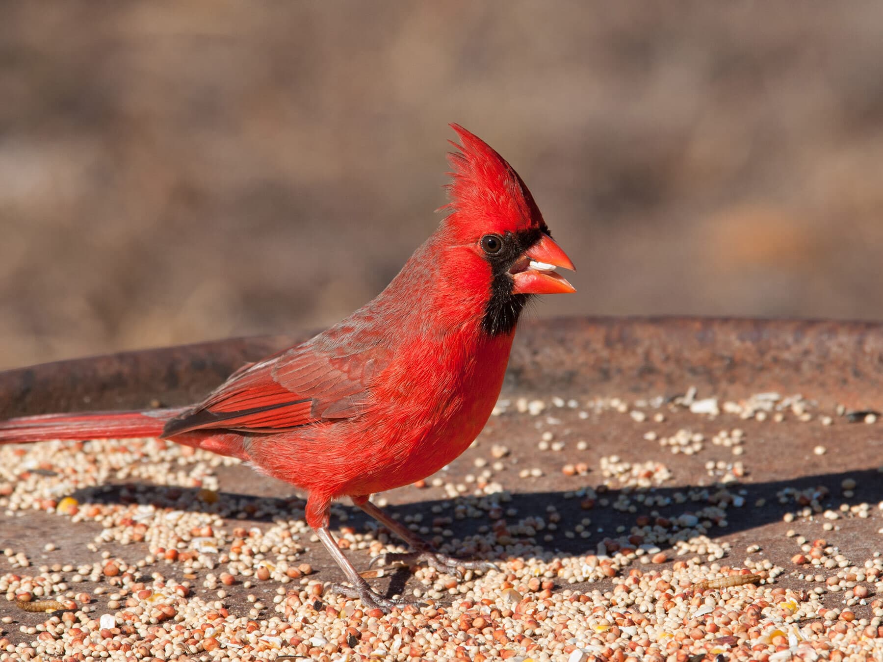 Cardinal eating seeds