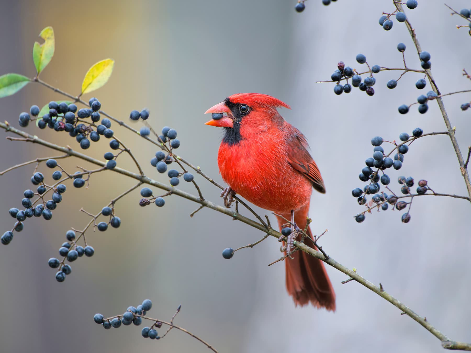 Cardinal eating winter berries