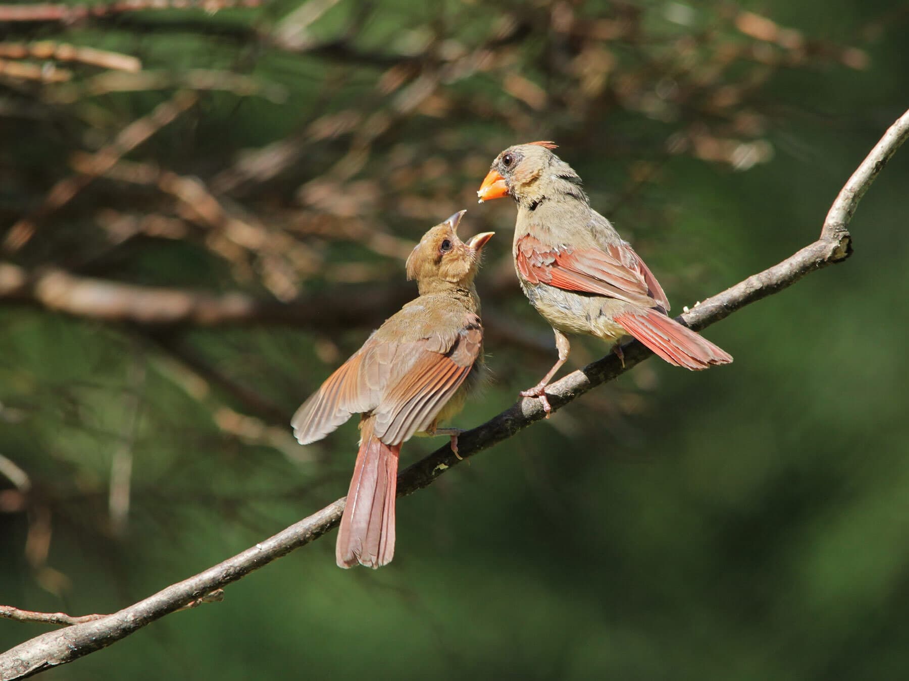 Cardinal feeding young