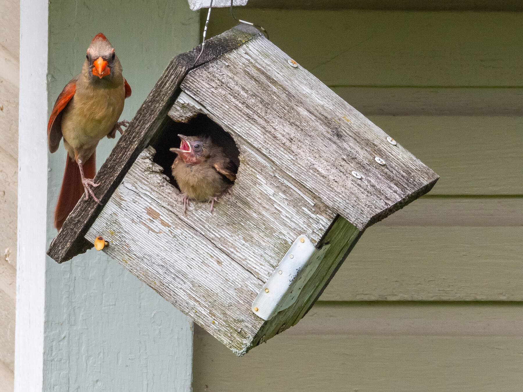 Cardinal fledgling in nest