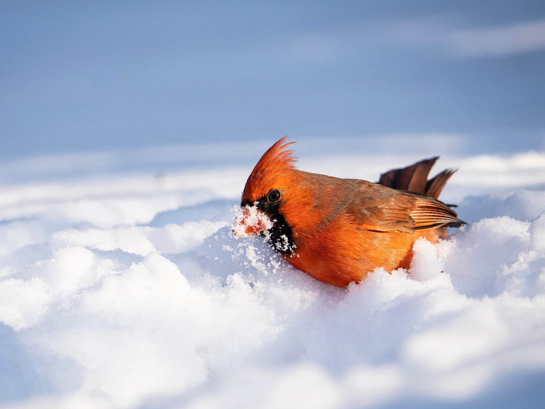 Cardinal foraging in winter