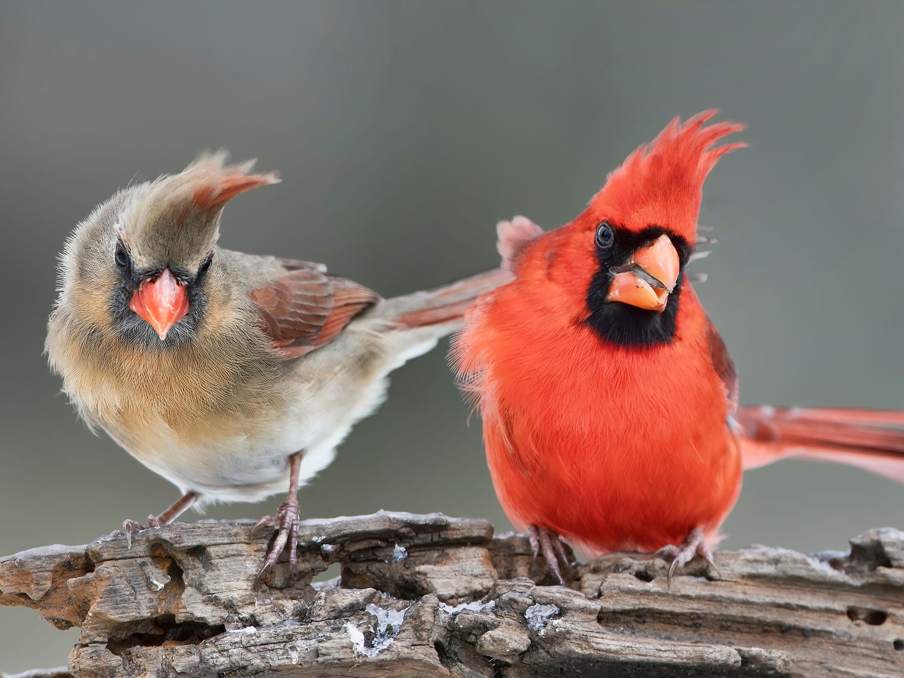 Cardinal group