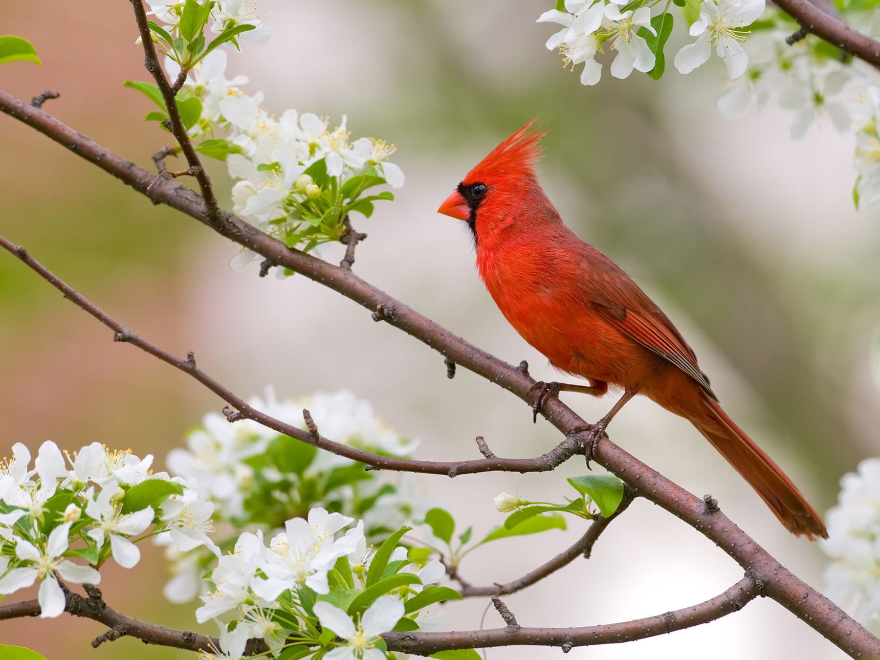 Cardinal in spring