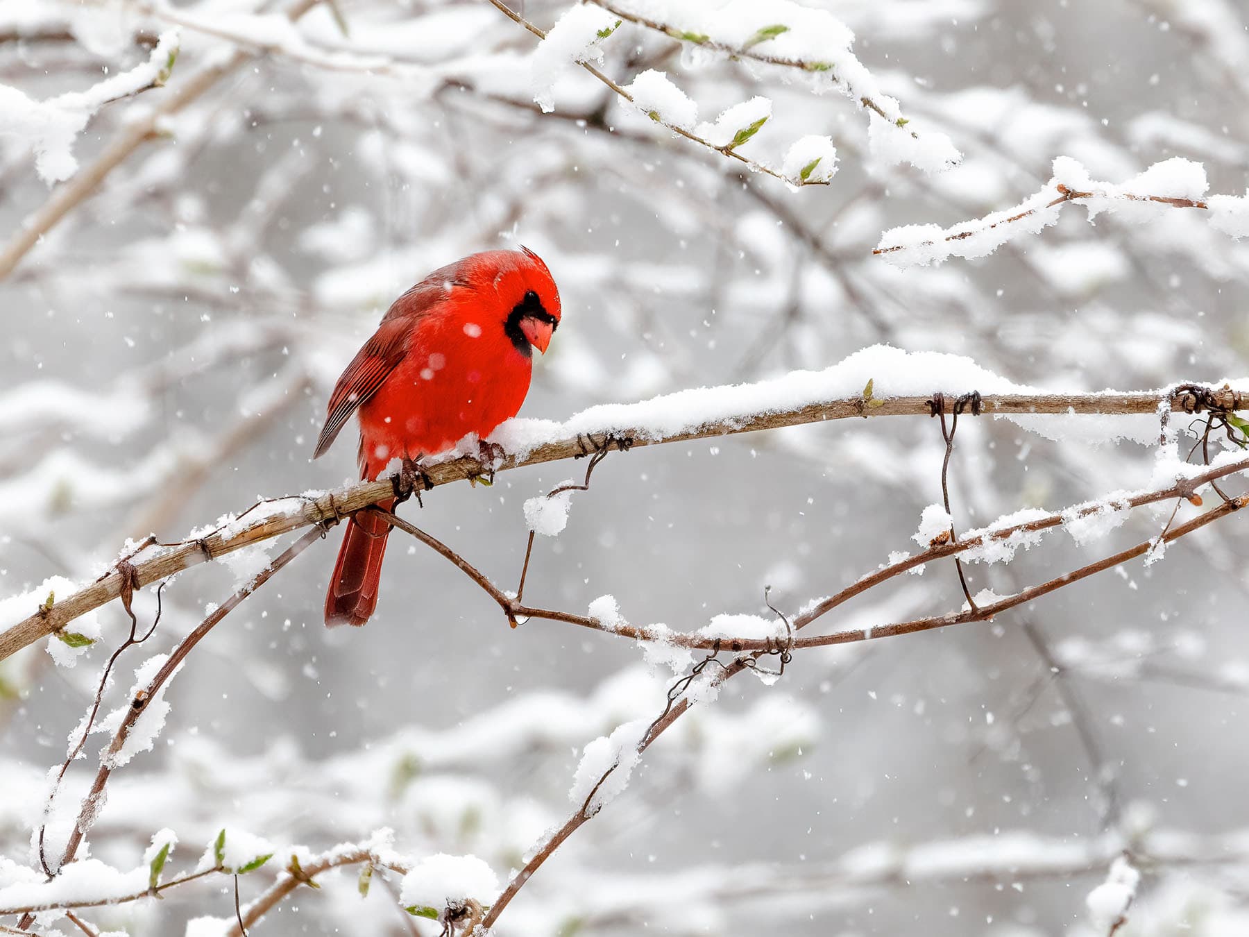 Cardinal in winter