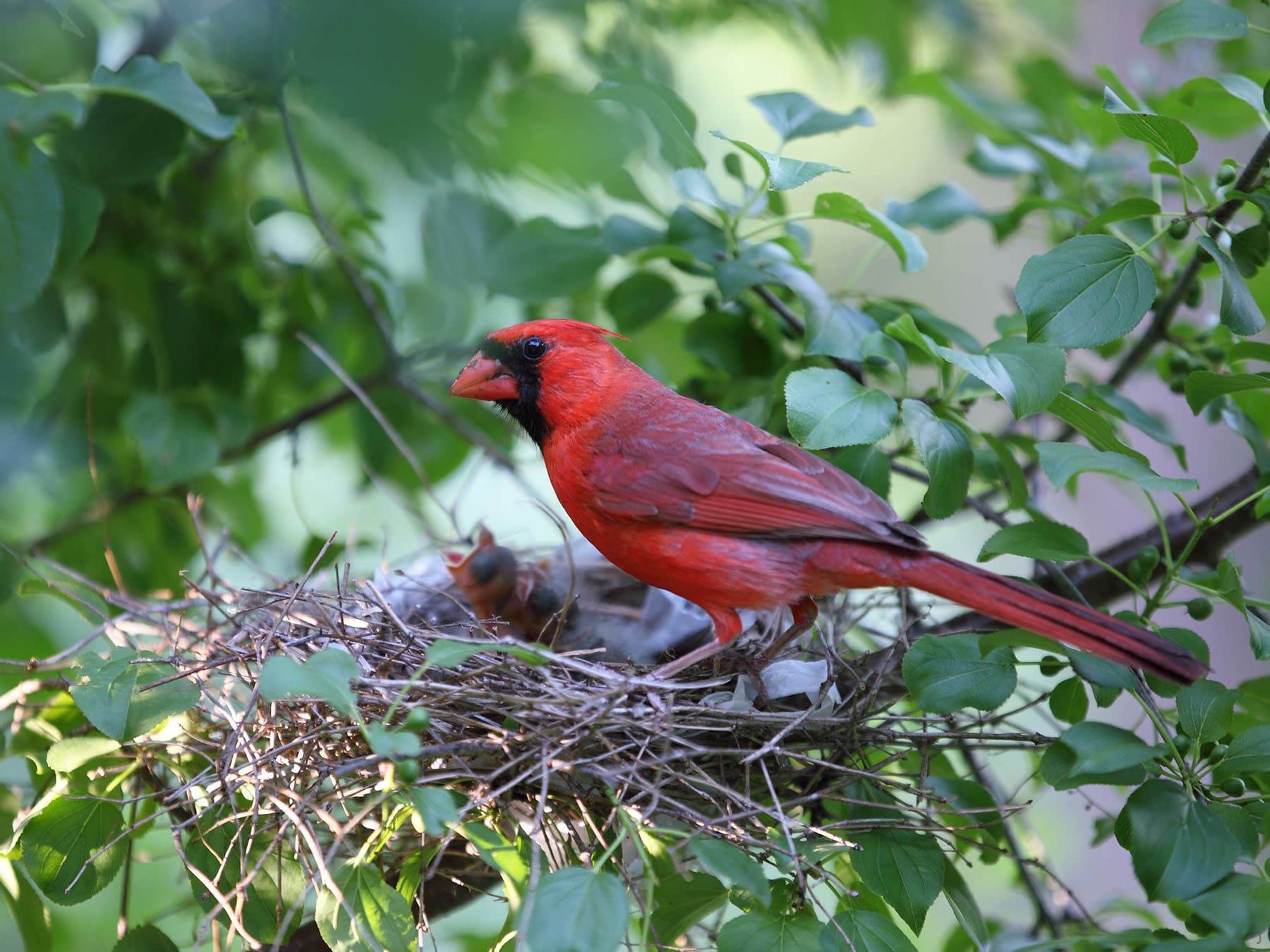 When Do Cardinals Nest?