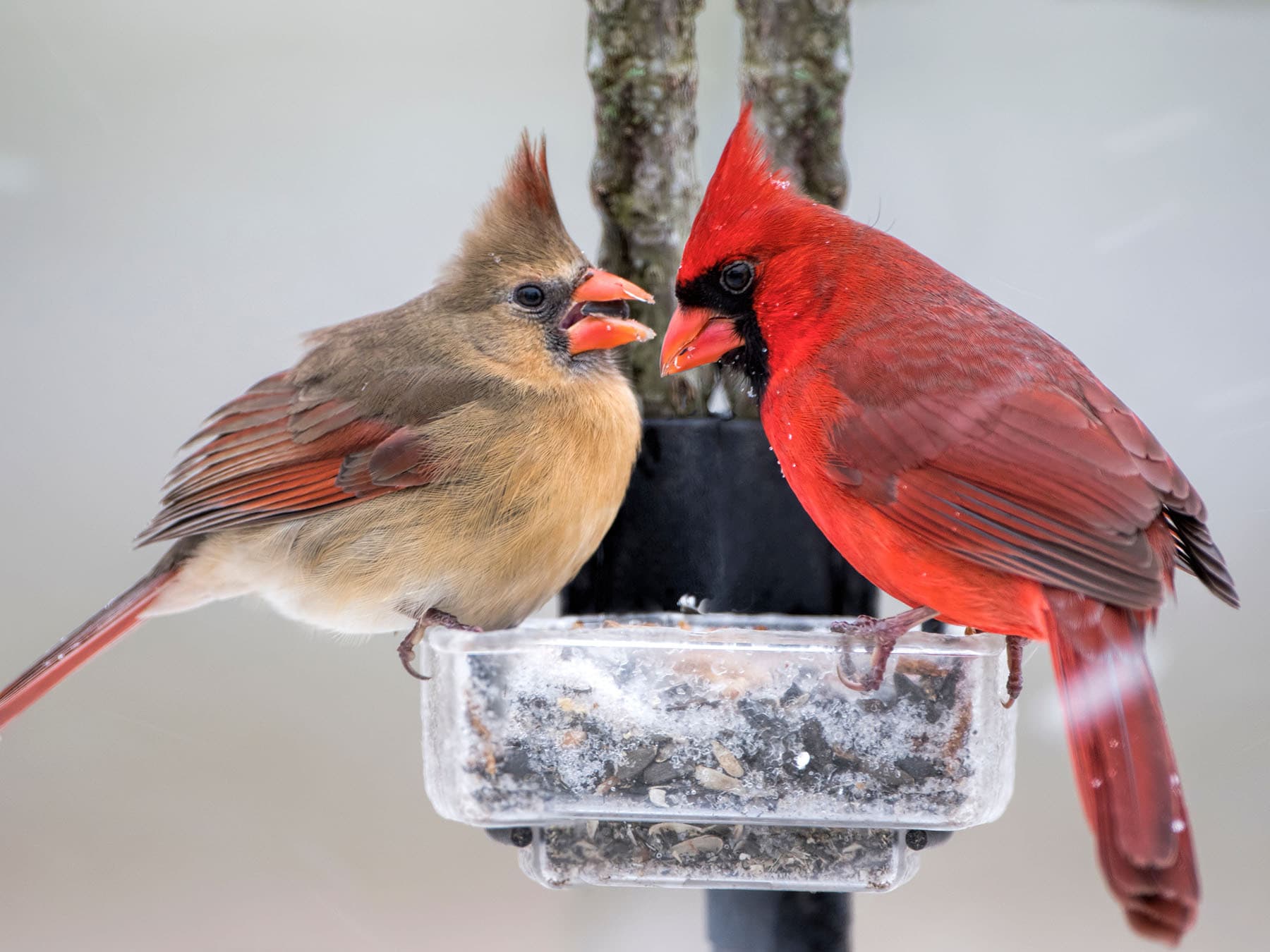 A female and a male cardinal on a tray feeder