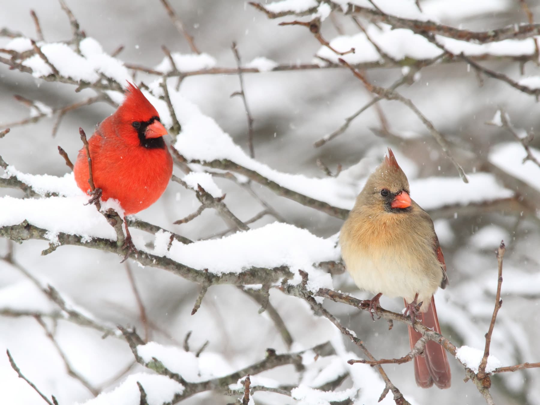 Cardinal pair in winter