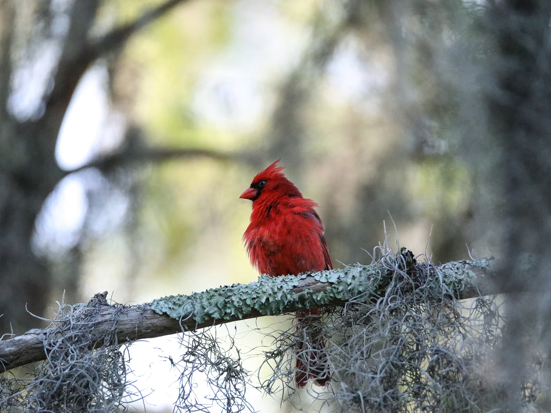 Cardinal perched florida