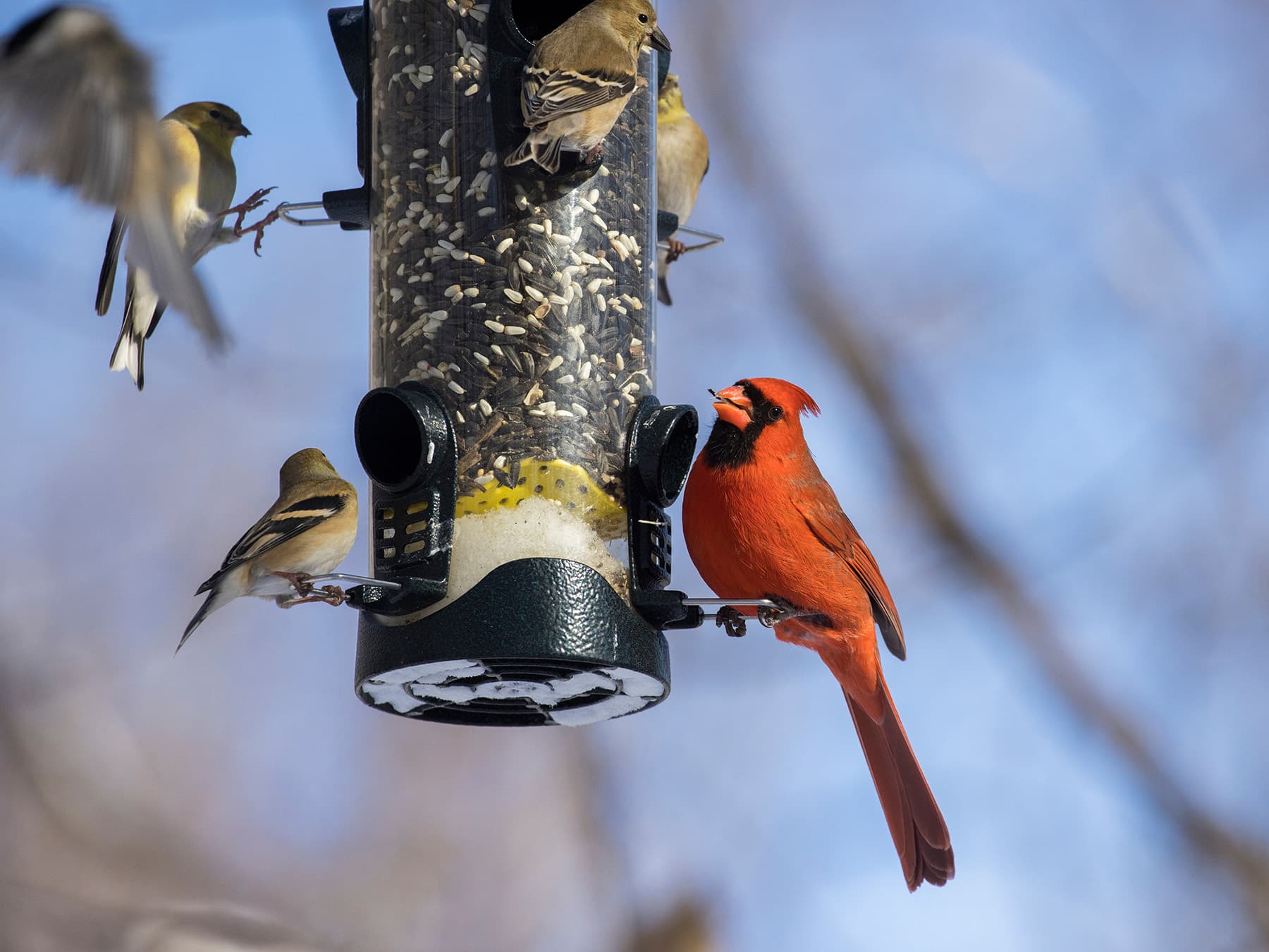 Cardinal sharing feeder