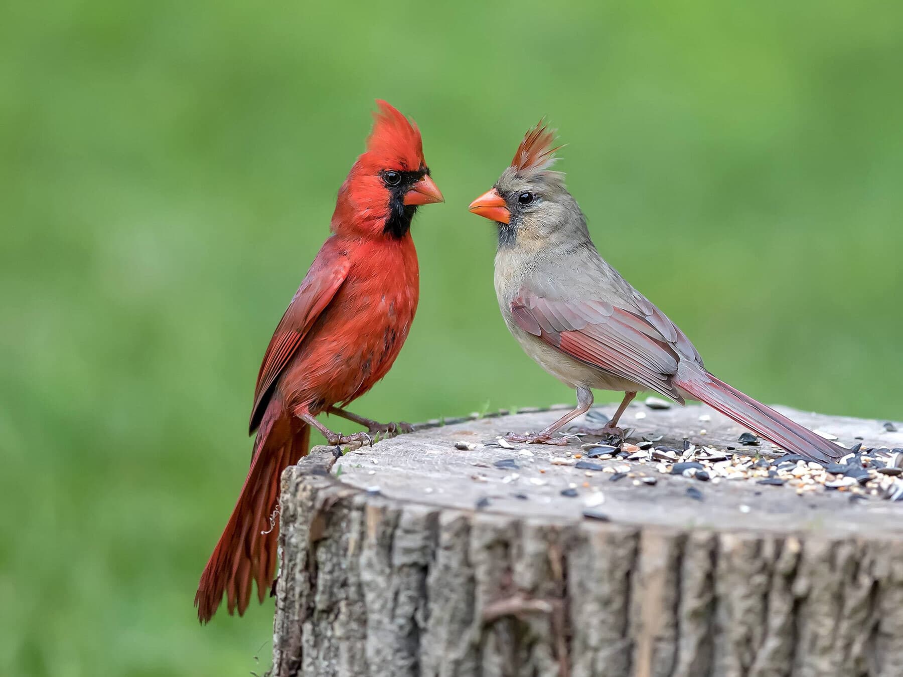 Cardinals eating seeds